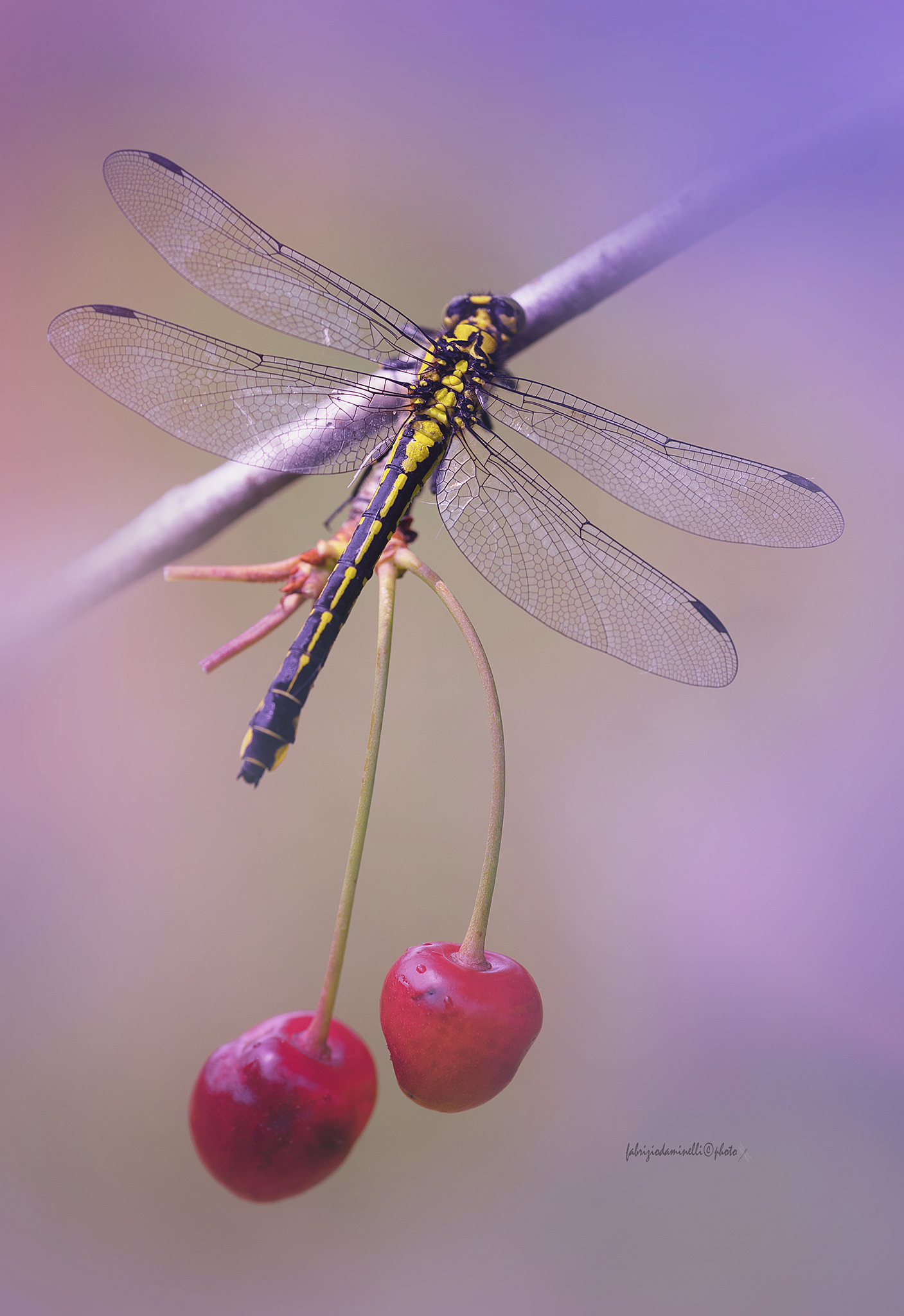 Gomphus vulgatissimus