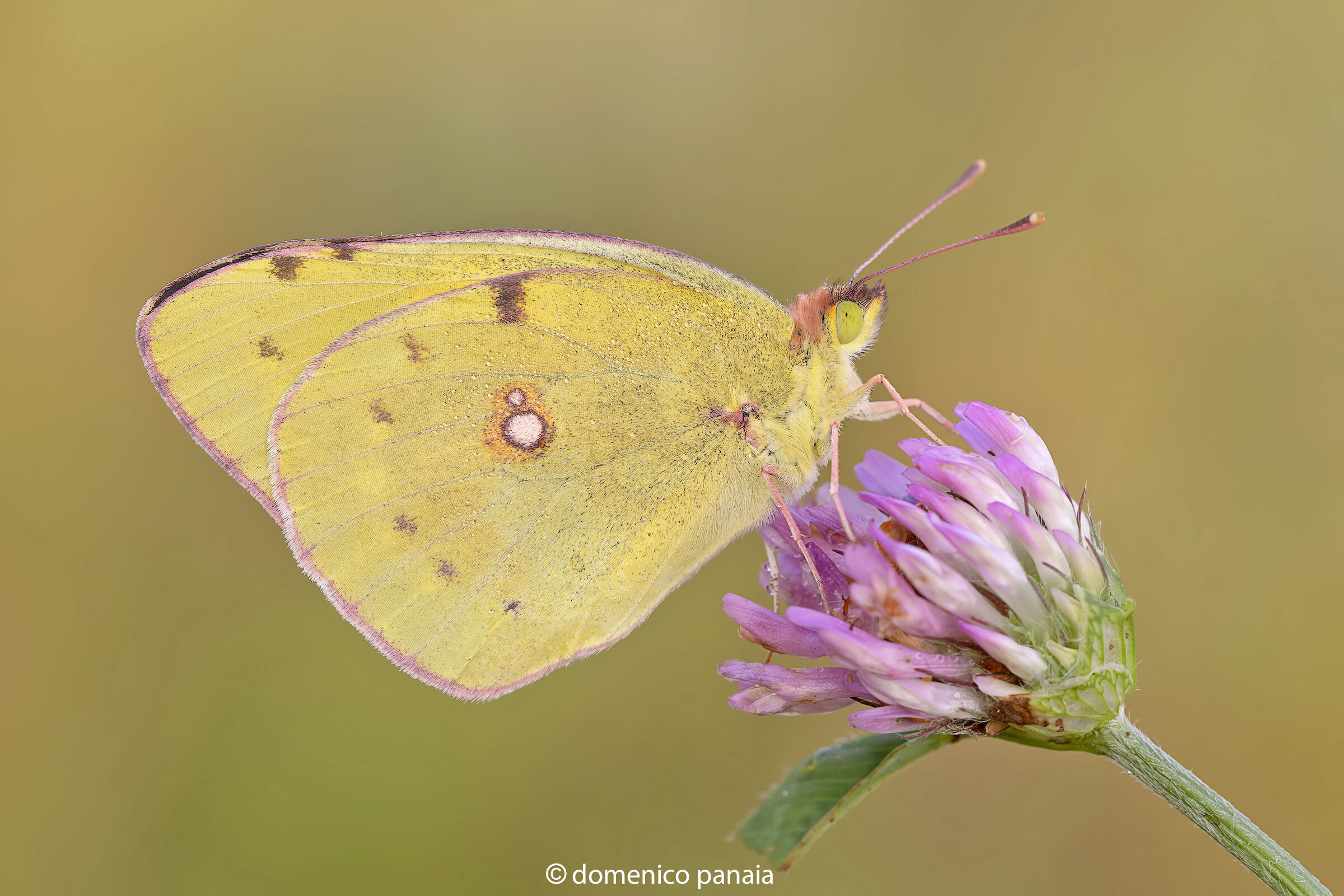 colias
