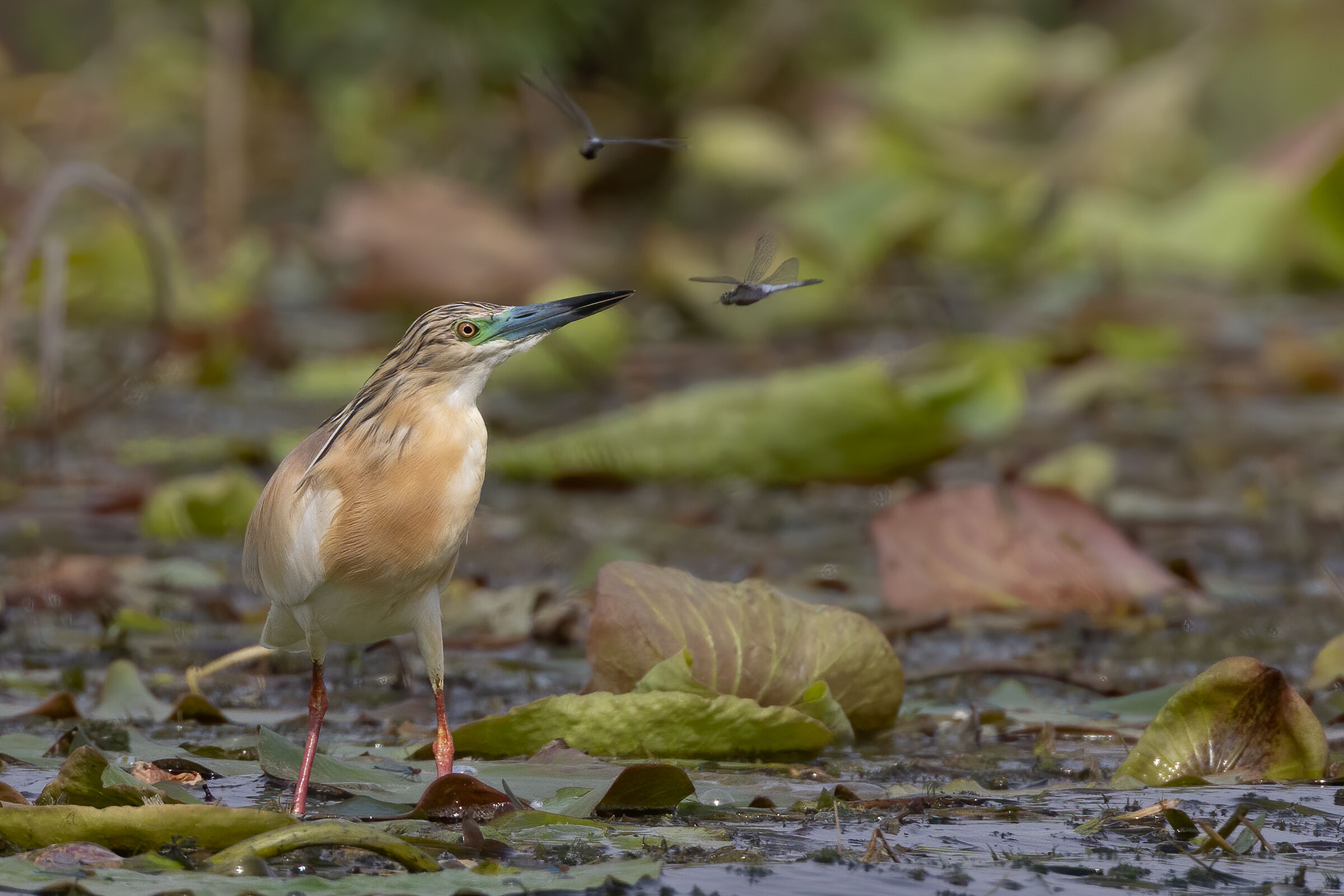 Sgarza ciuffetto e le libellule