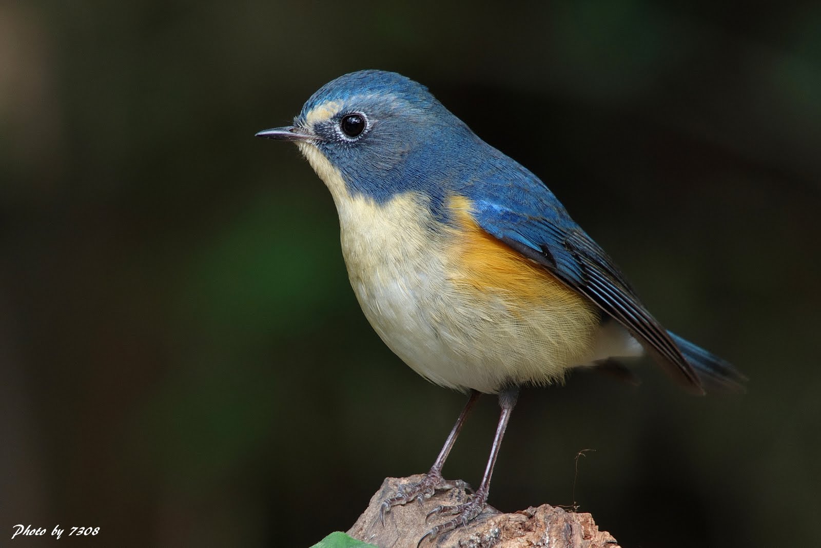 Red-flanked Bluetail
