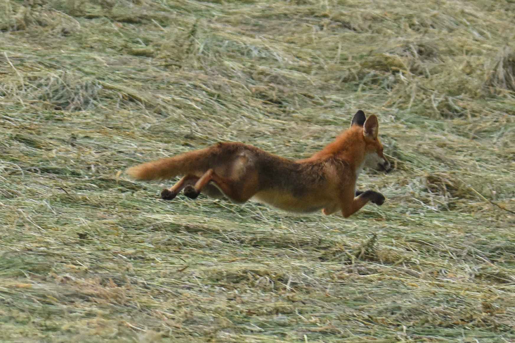 fox