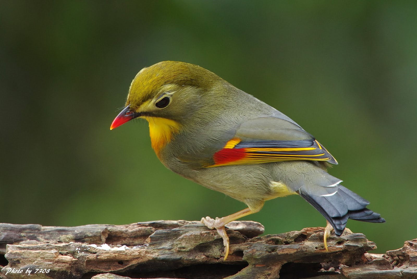 Rosso-fatturato Leiothrix