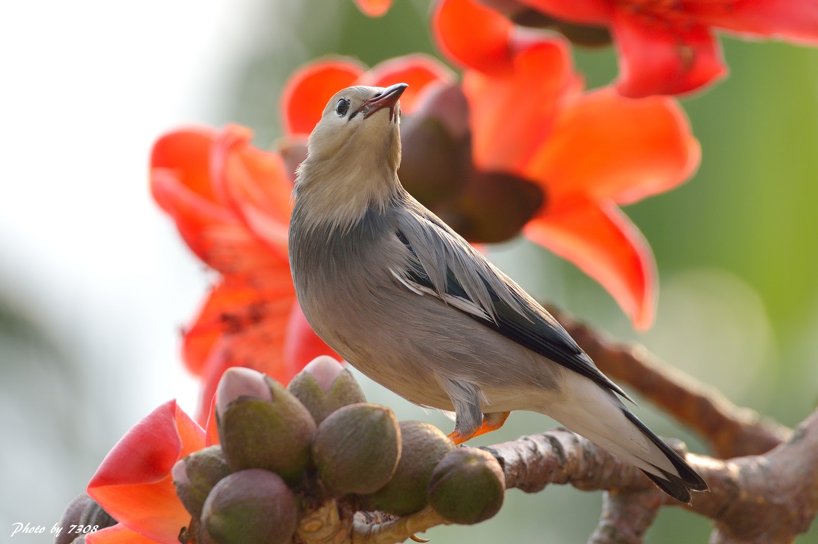 Rosso-fatturato Starling