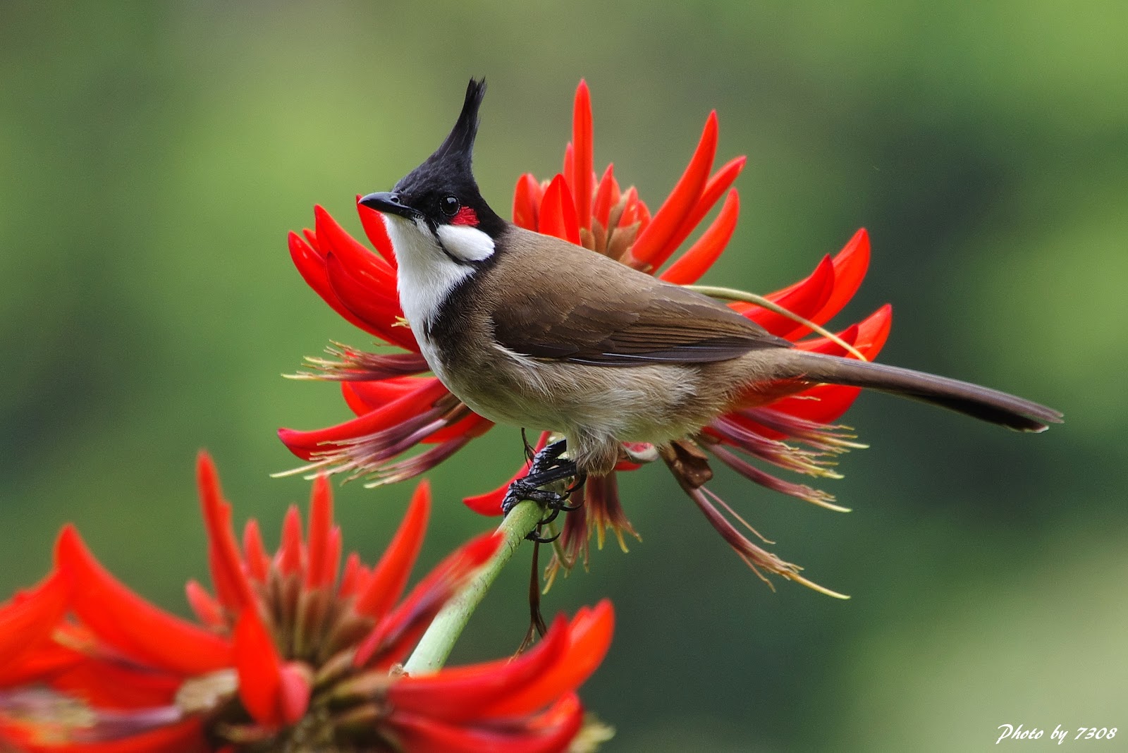 Red-whiskered Bulbul