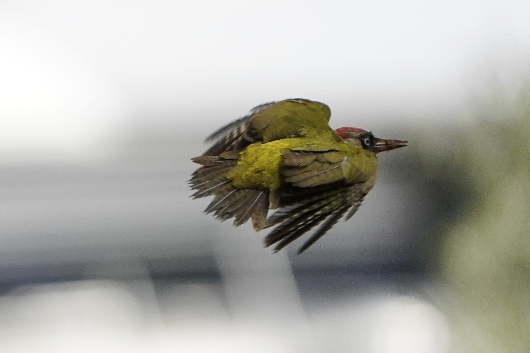 picchio verde in volo