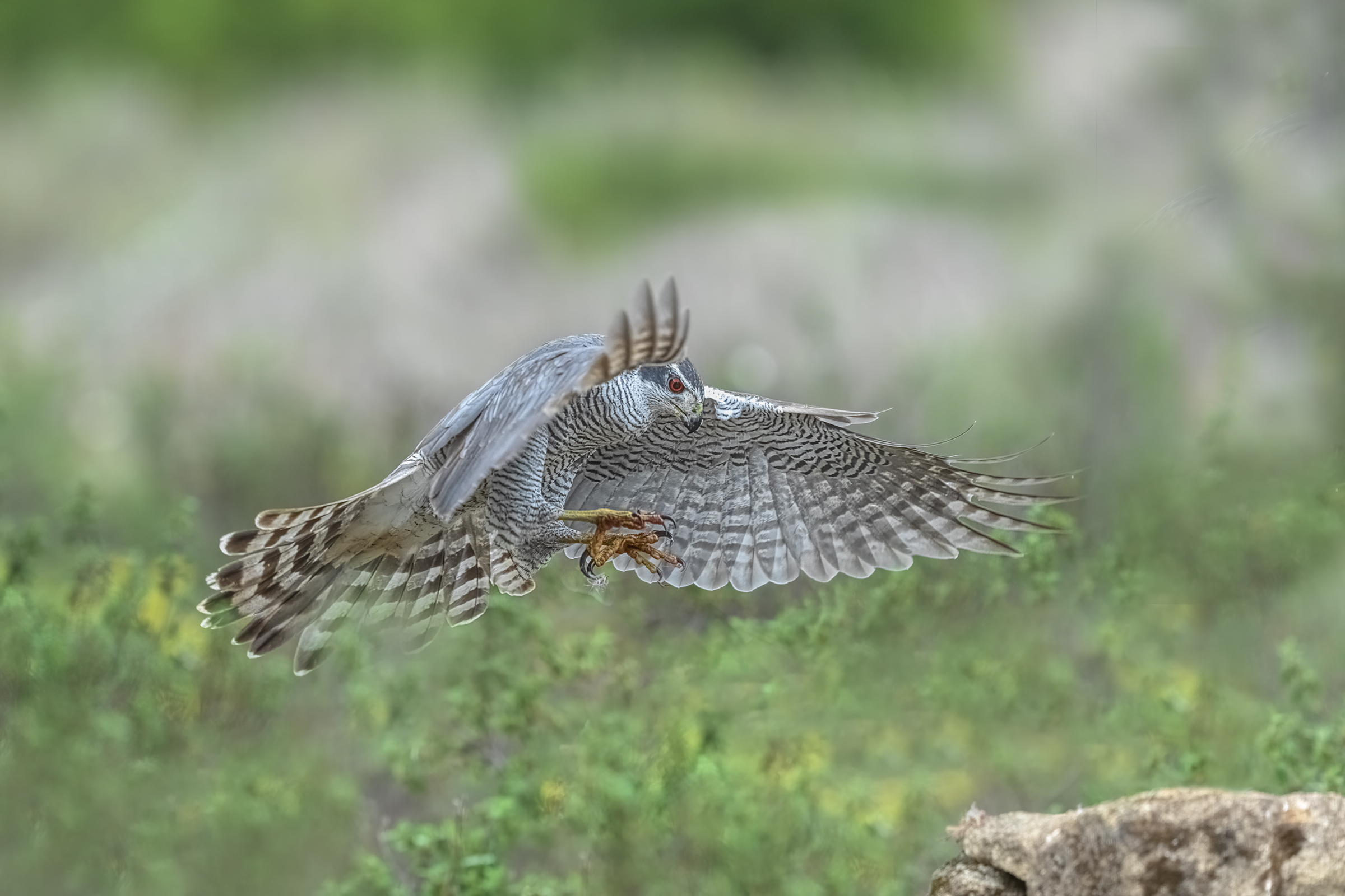 goshawk spain March 2022