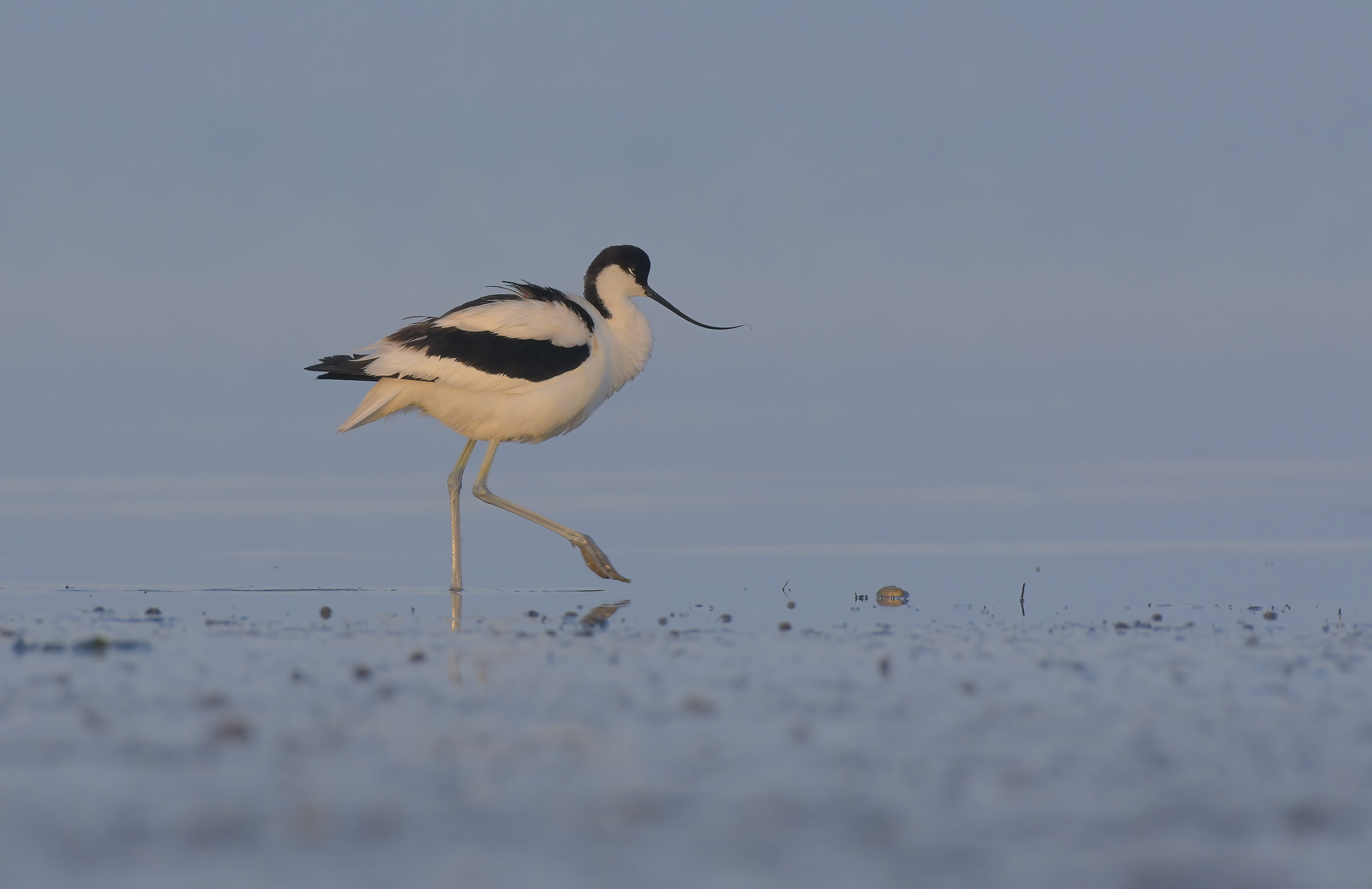 Avocetta at dawn