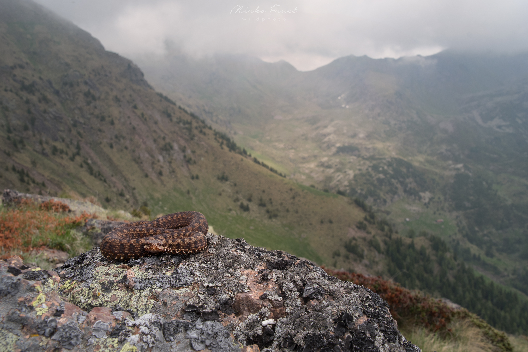vipera berus