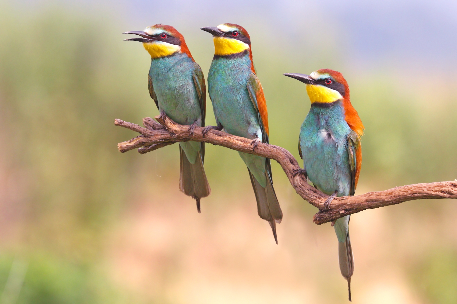 Bee-eaters
