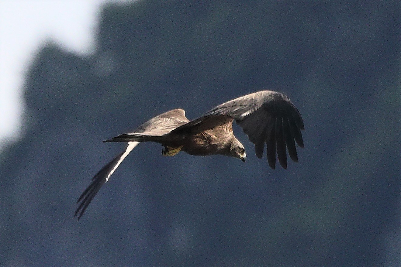 Nibbio bruno 09-05-2022