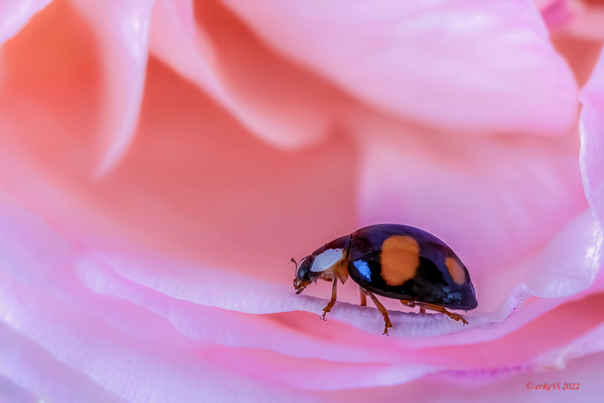 In the Pierre de Ronsard