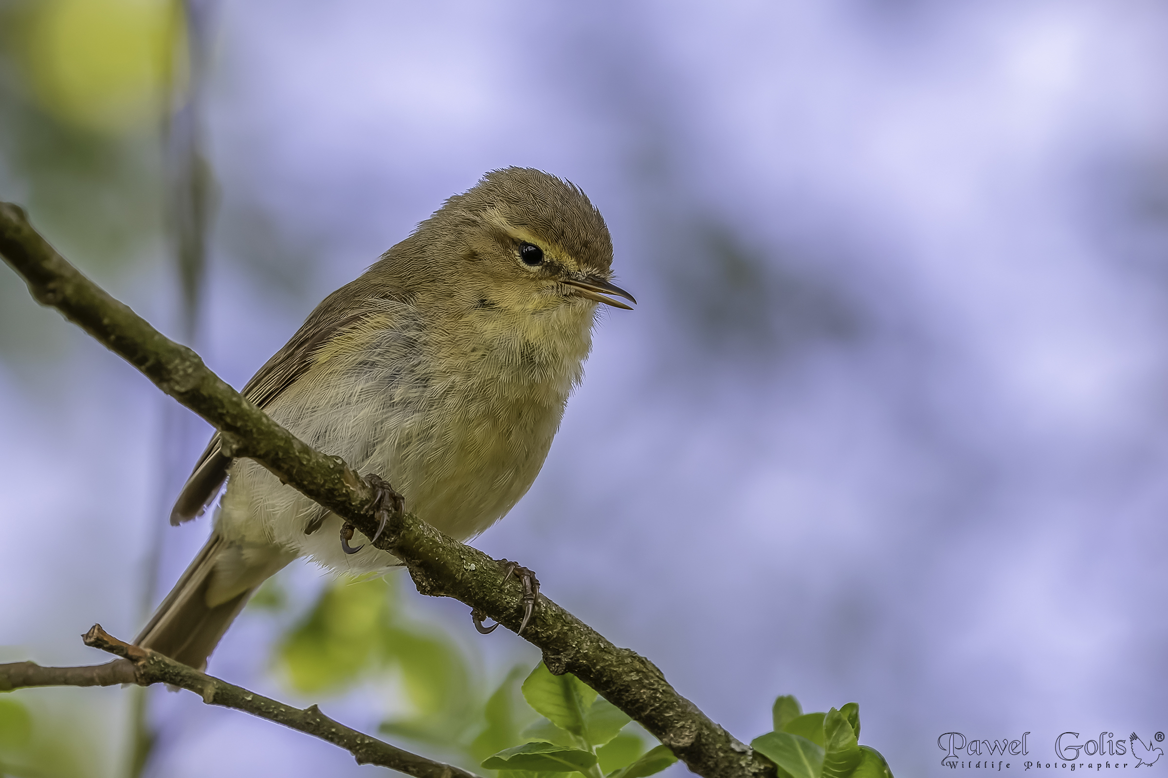 Chiffchaff comune (Phylloscopus collybita)