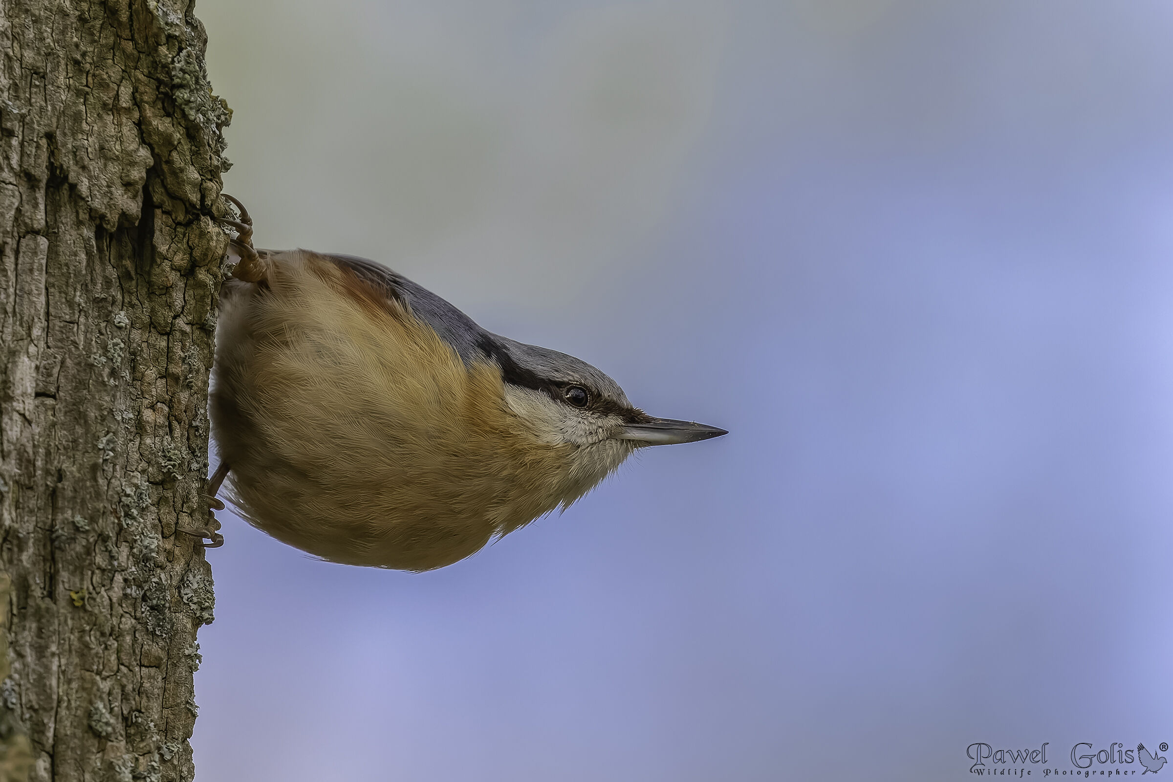 Nuthatch (Sitta europaea)