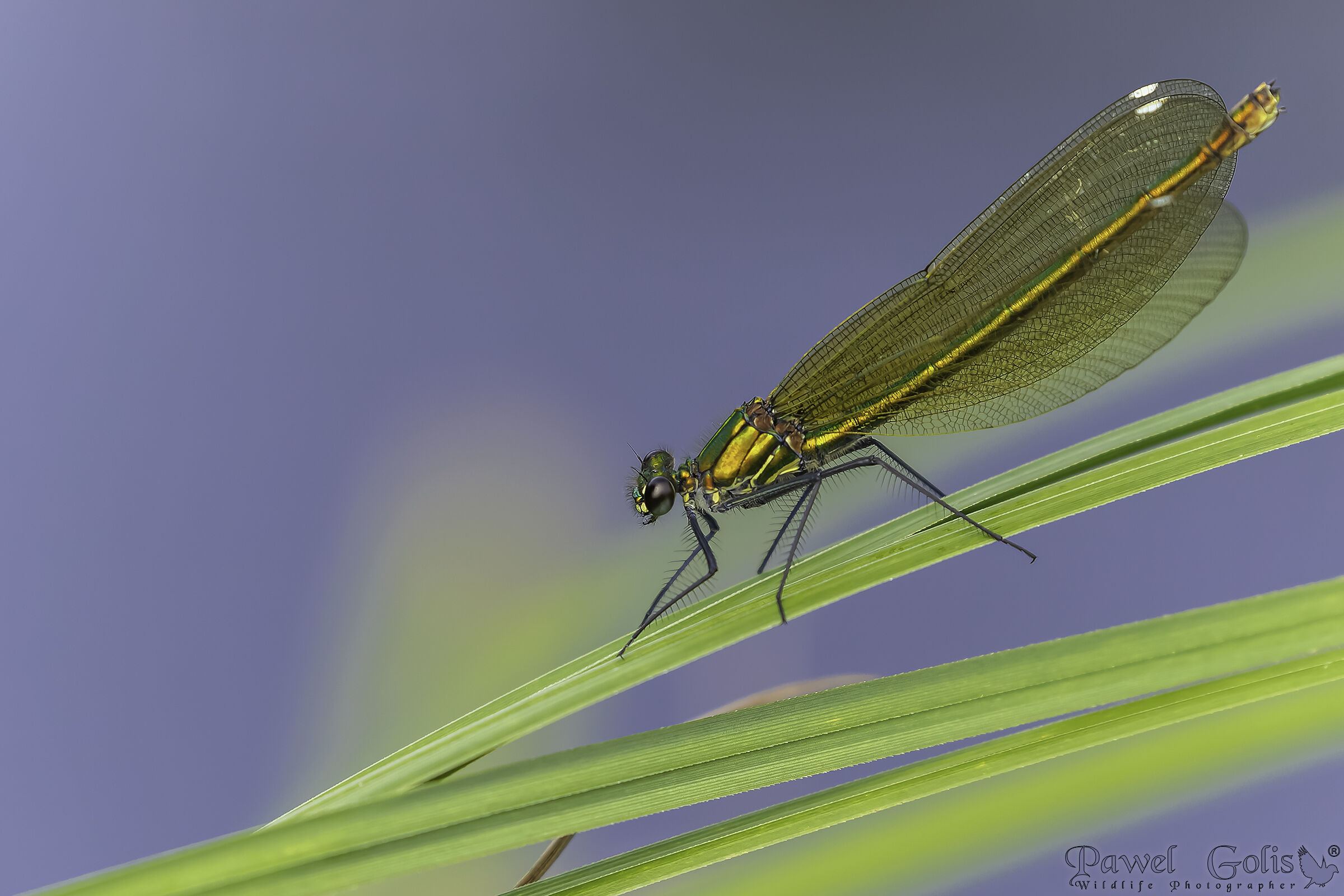 La demoiselle fasciata (Calopteryx splendens)