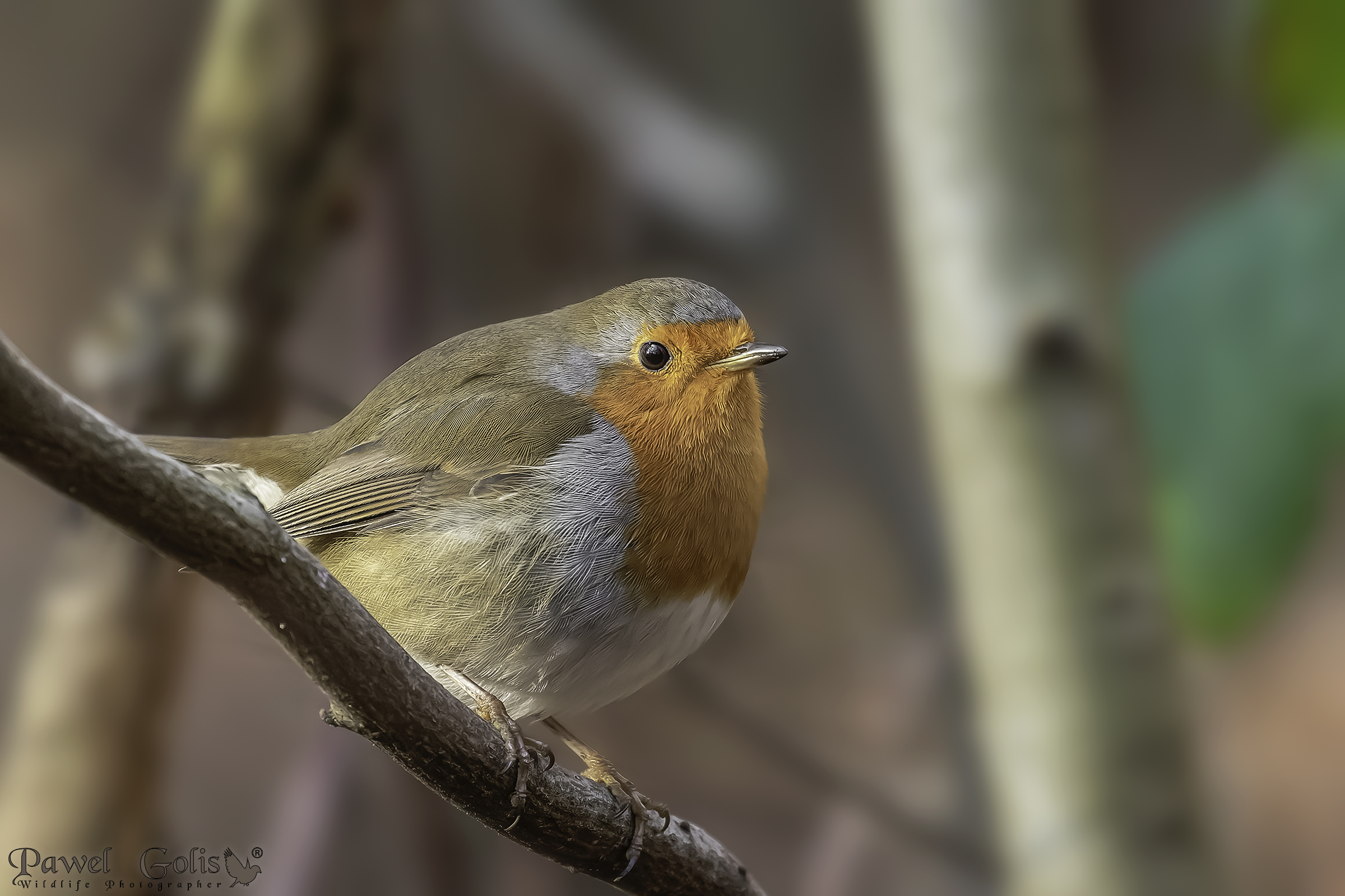 Pettirosso europeo (Erithacus rubecula)