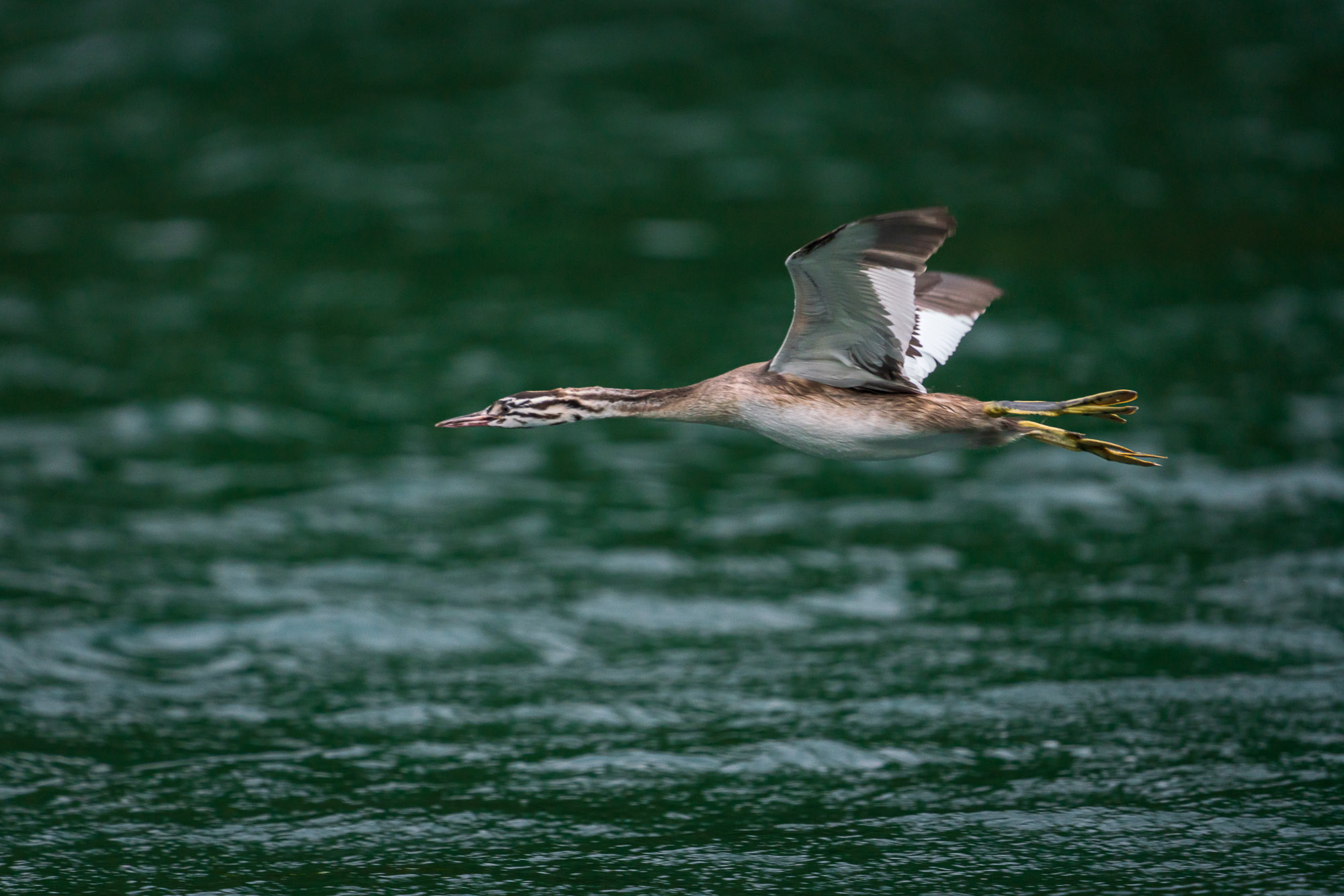 Young Great Crested Grebe learning flight