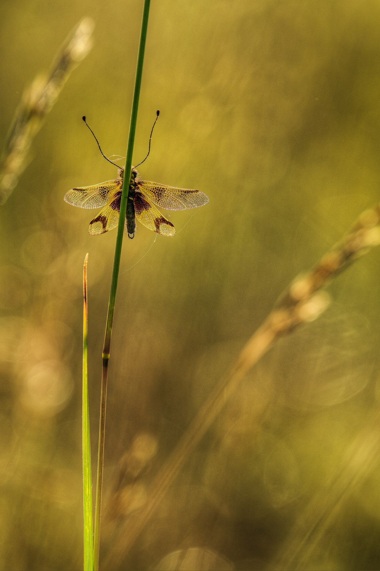 Libelloides longicornis in backlight