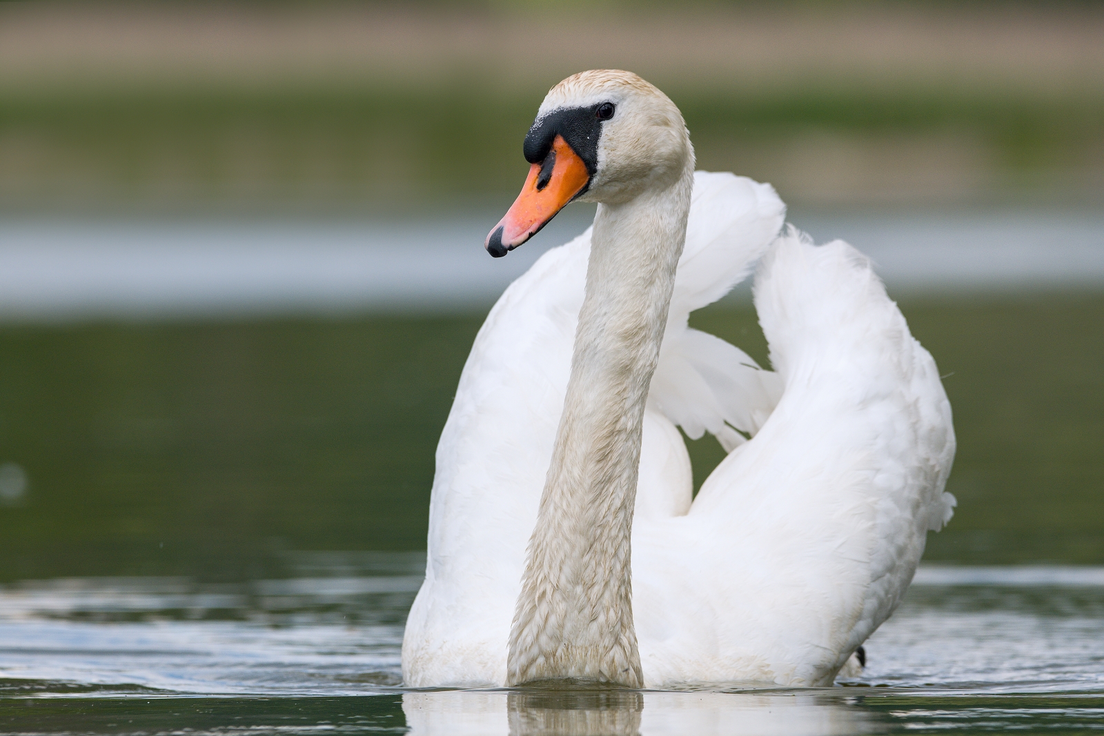 Cigno