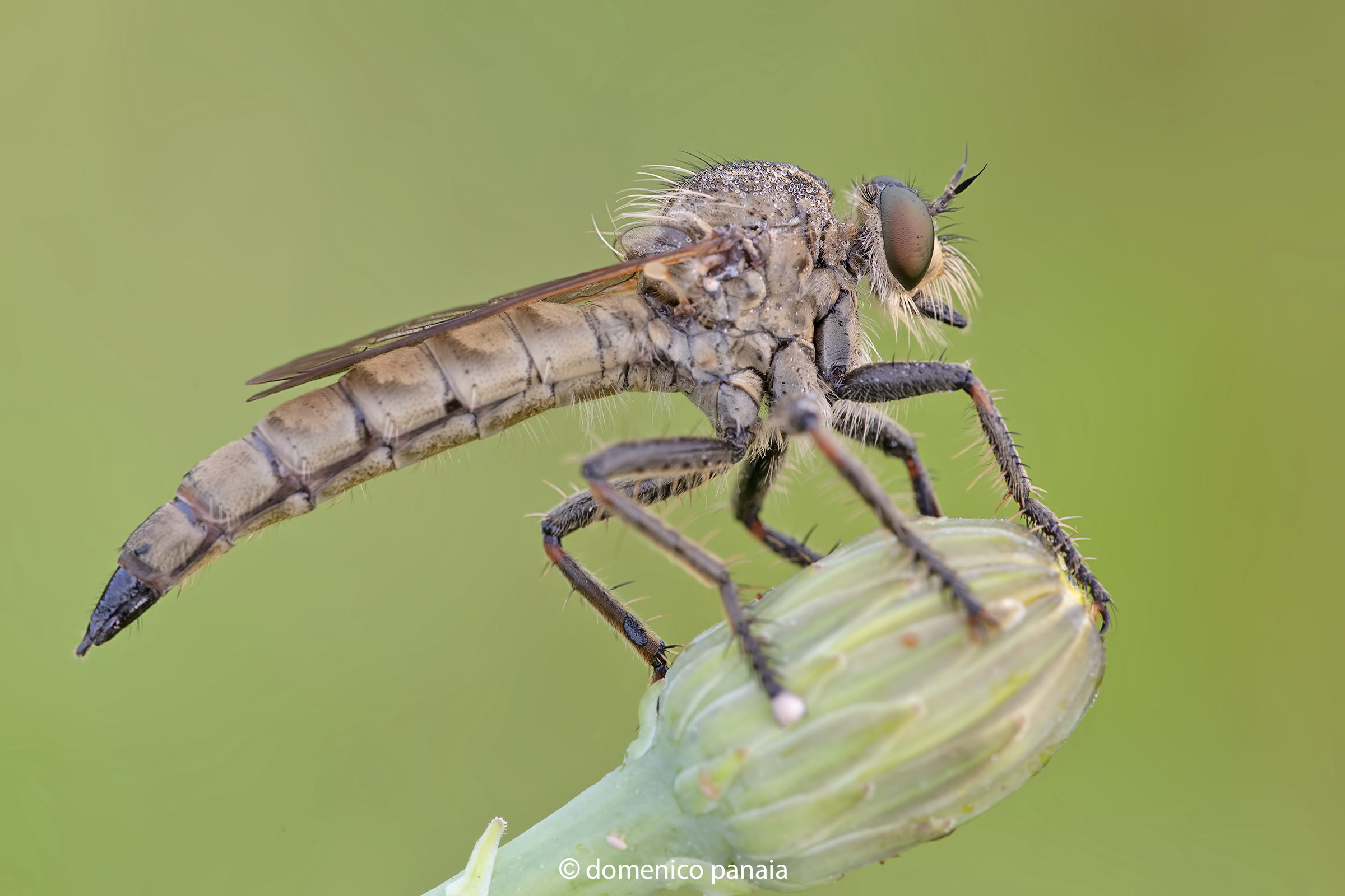 asilidae