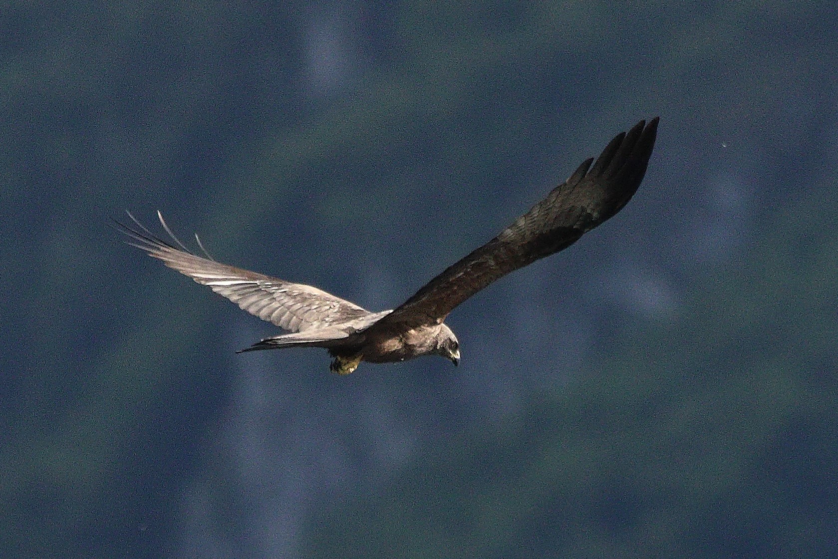 Nibbio bruno 09-05-2022