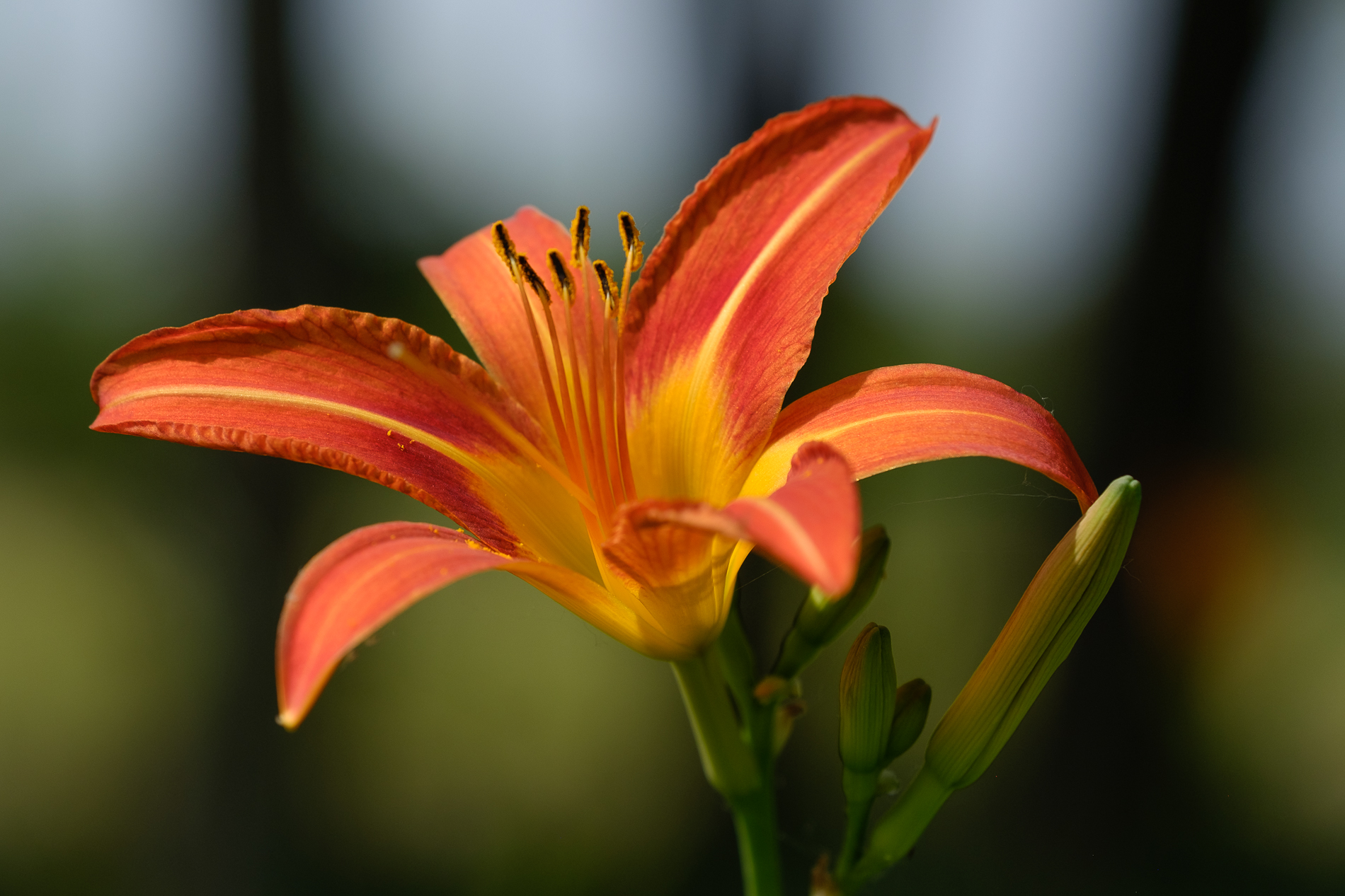Turkish lily or St. Francis