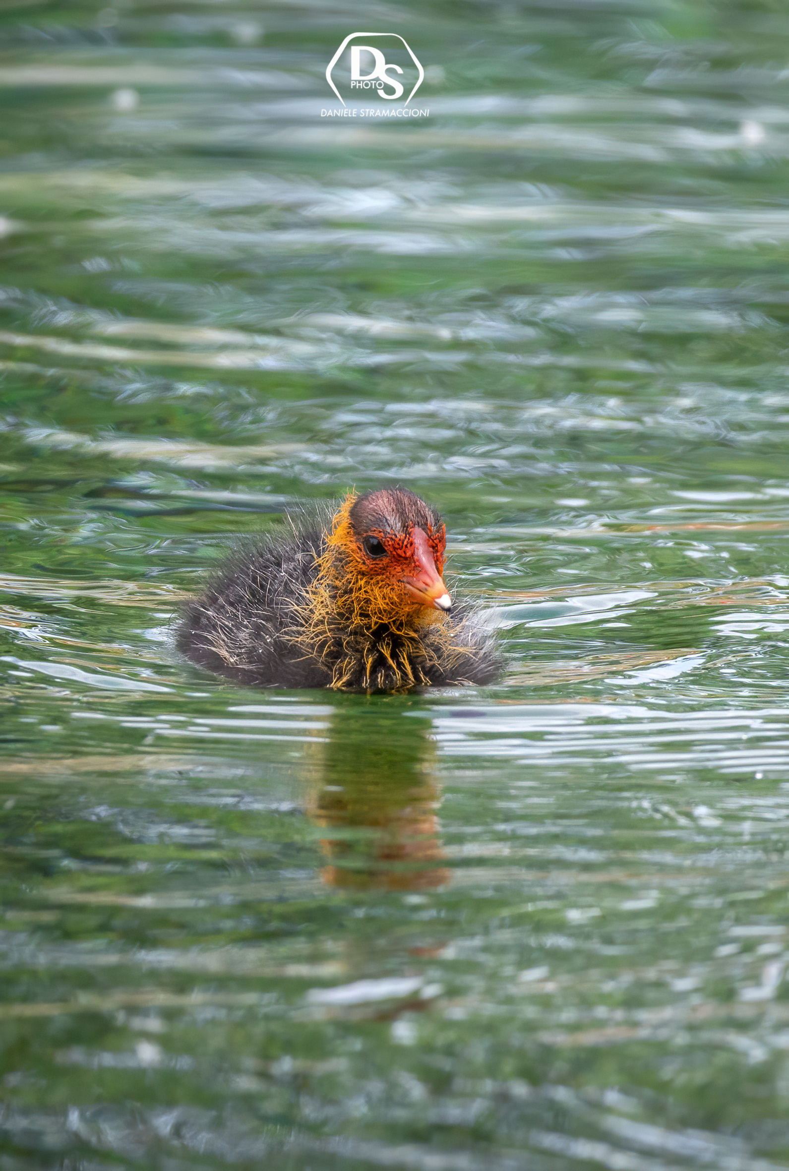Coot