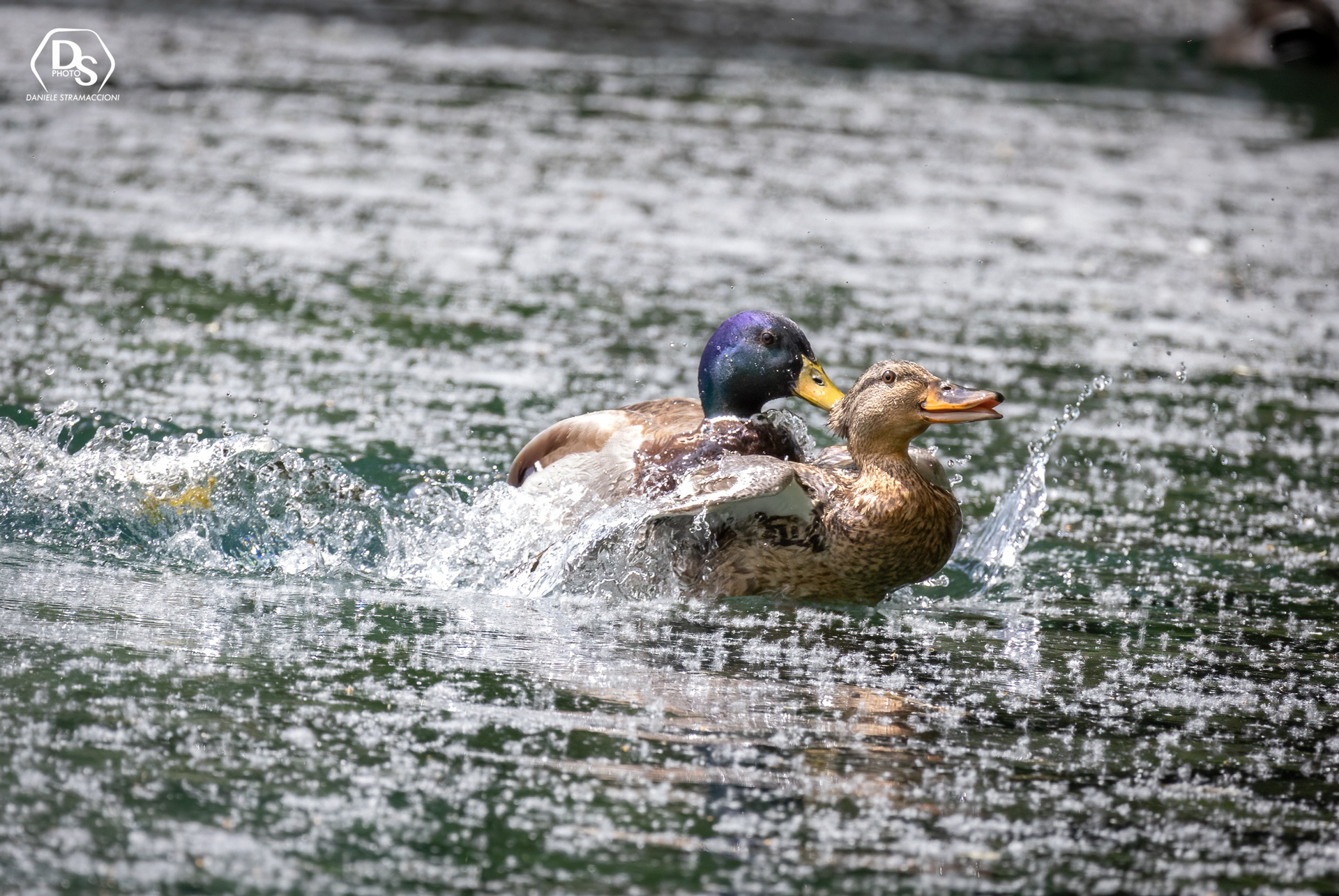 Mallard