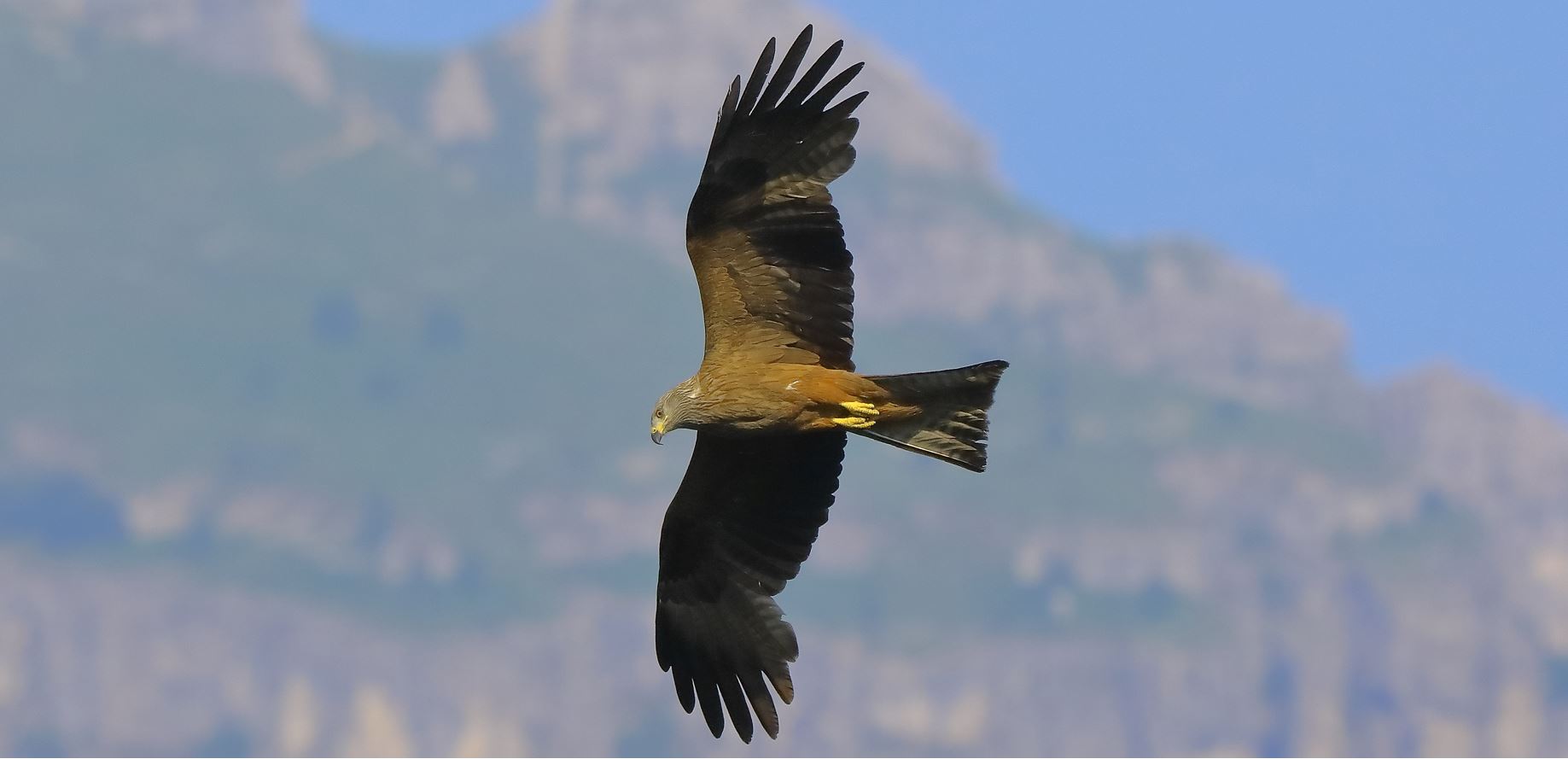 Nibbio bruno 06-06-2022