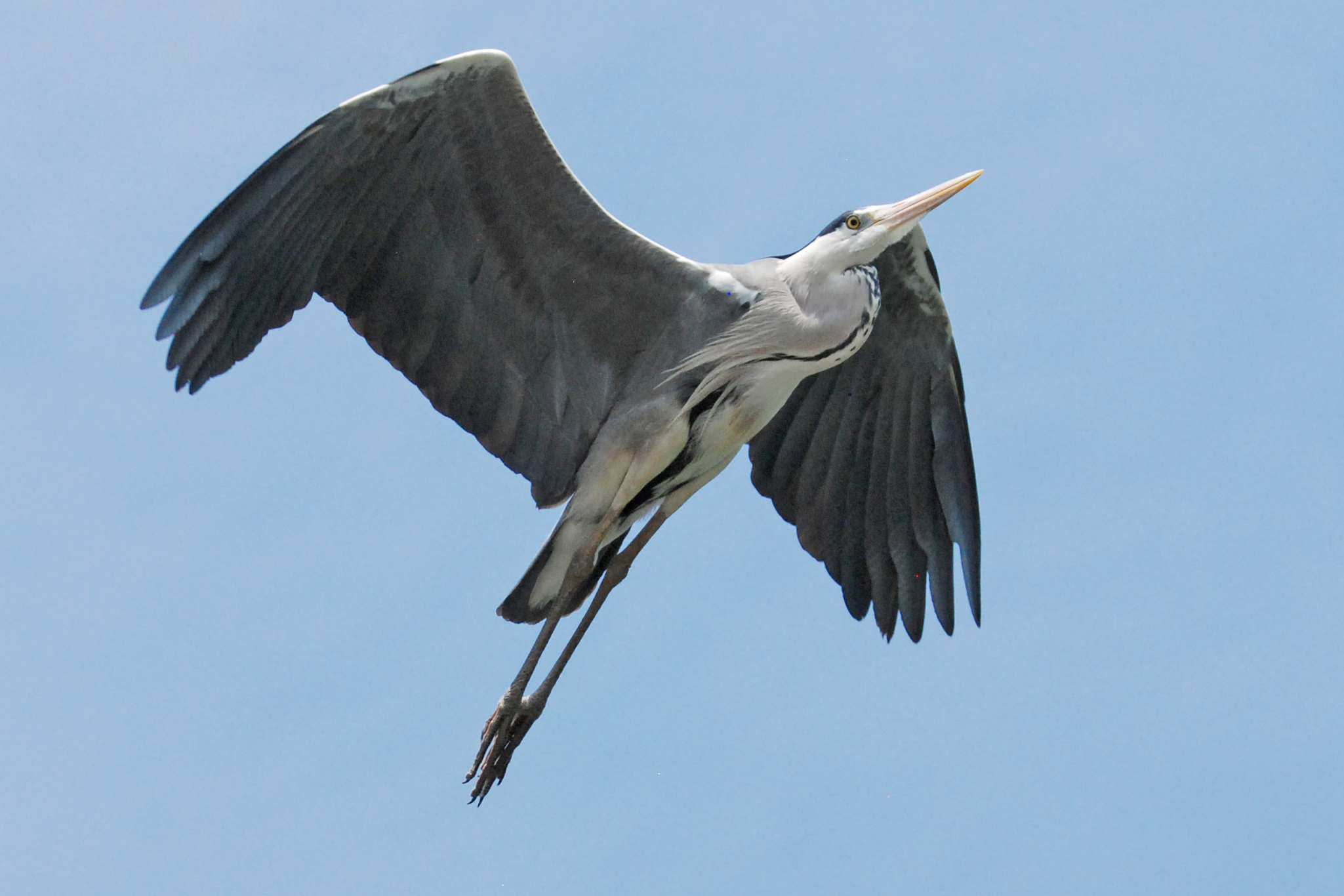 Grey heron