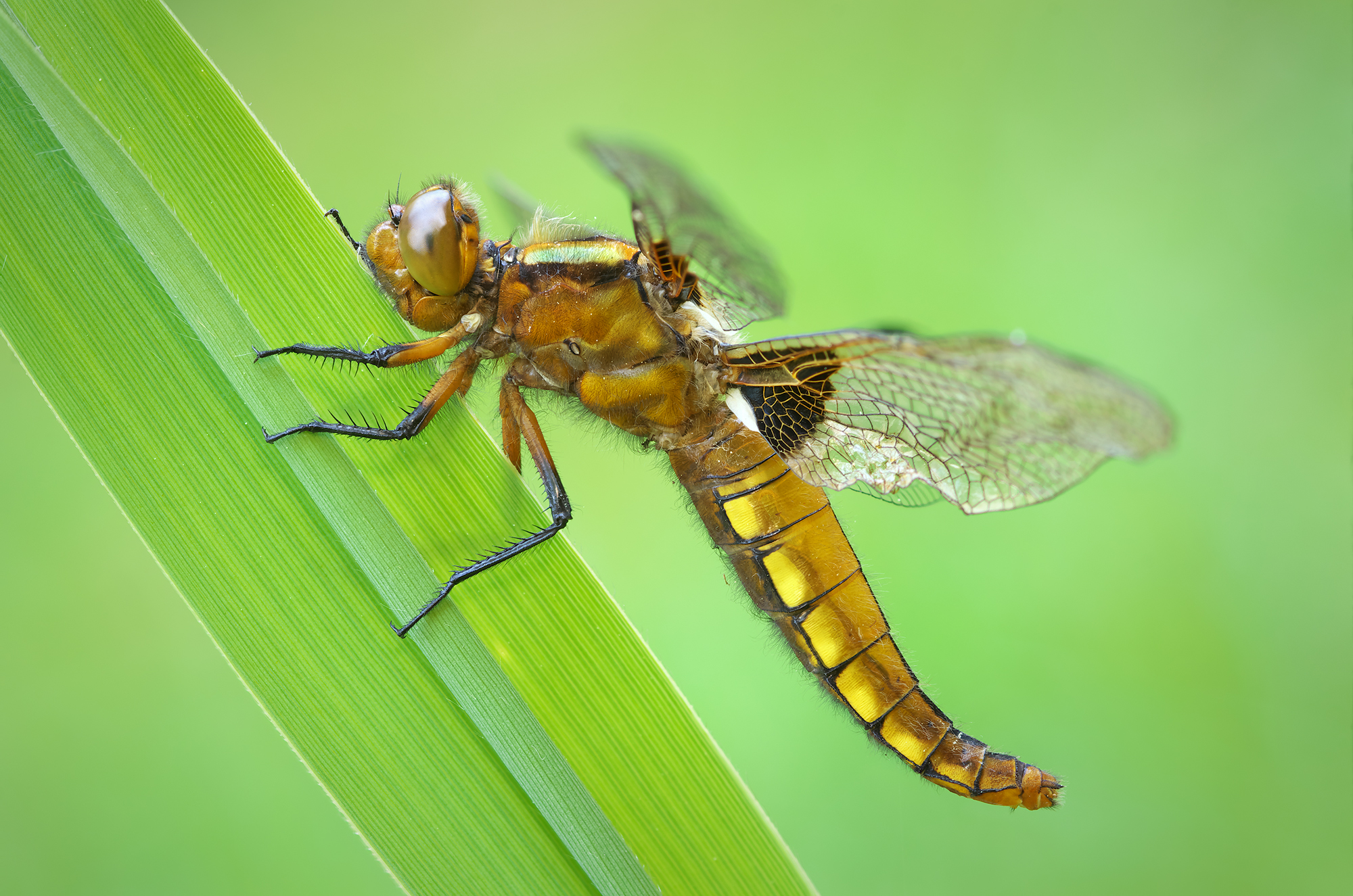 Libellula depressa