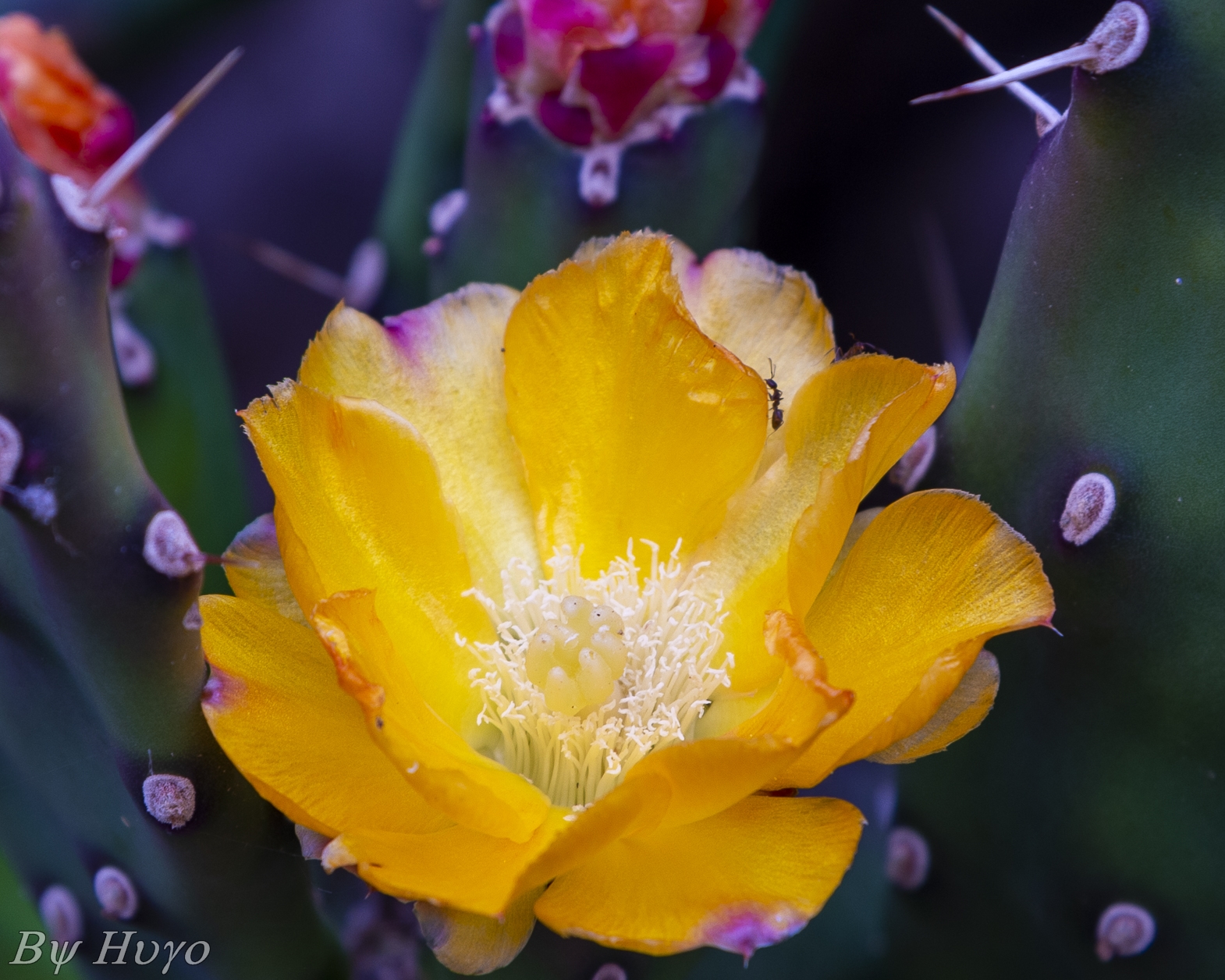 Fiore di Opuntia ficus-indica