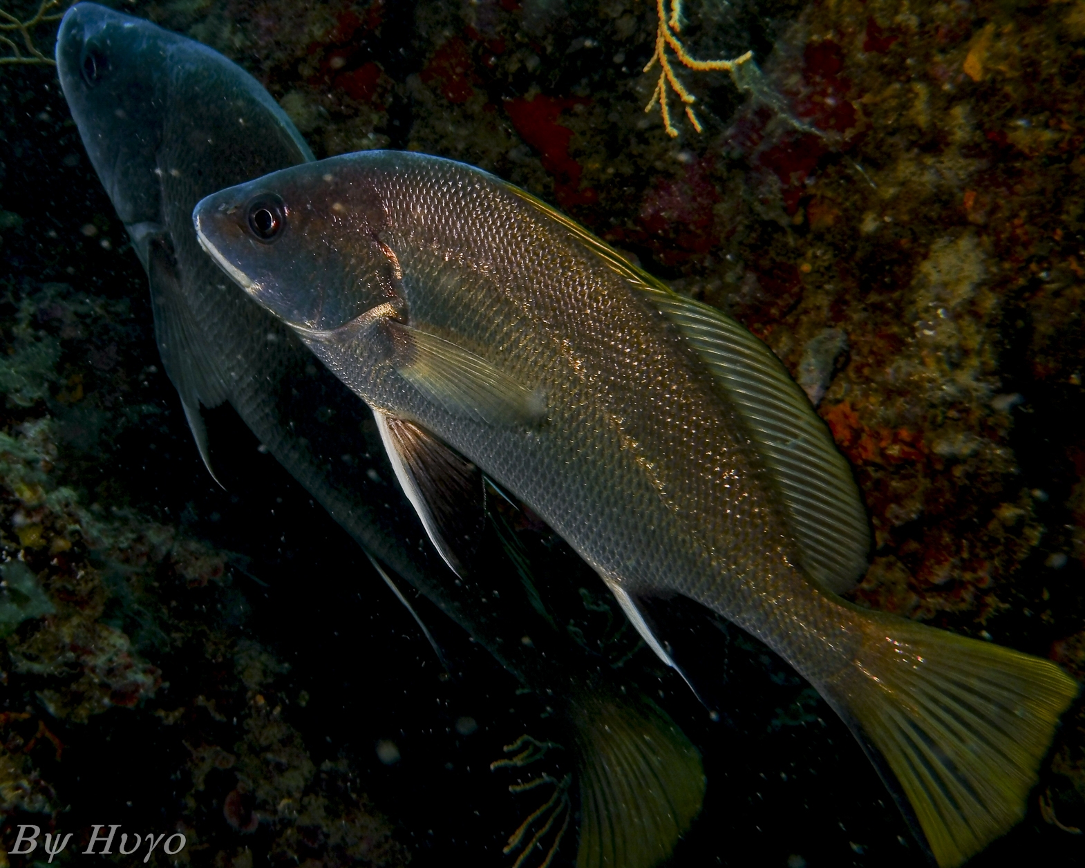 Corvina