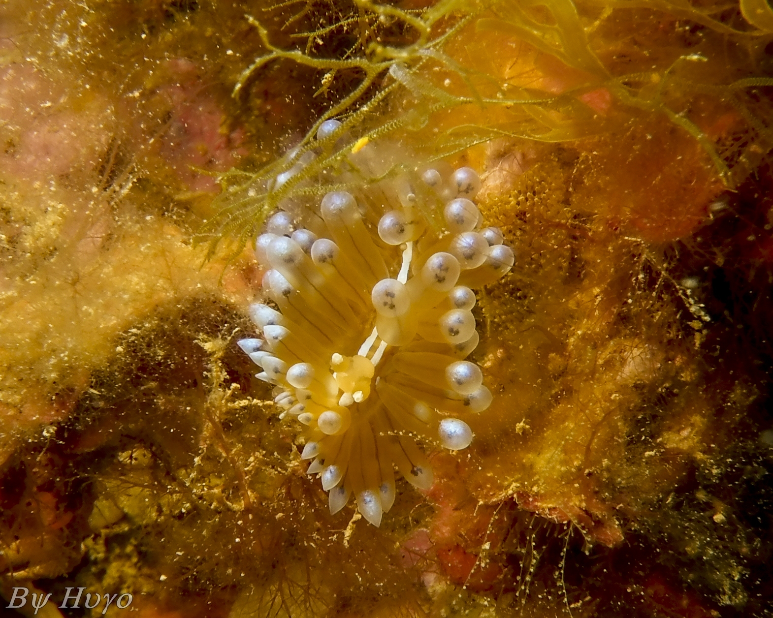 Nudibranco Antiopella cristata - Ianolo