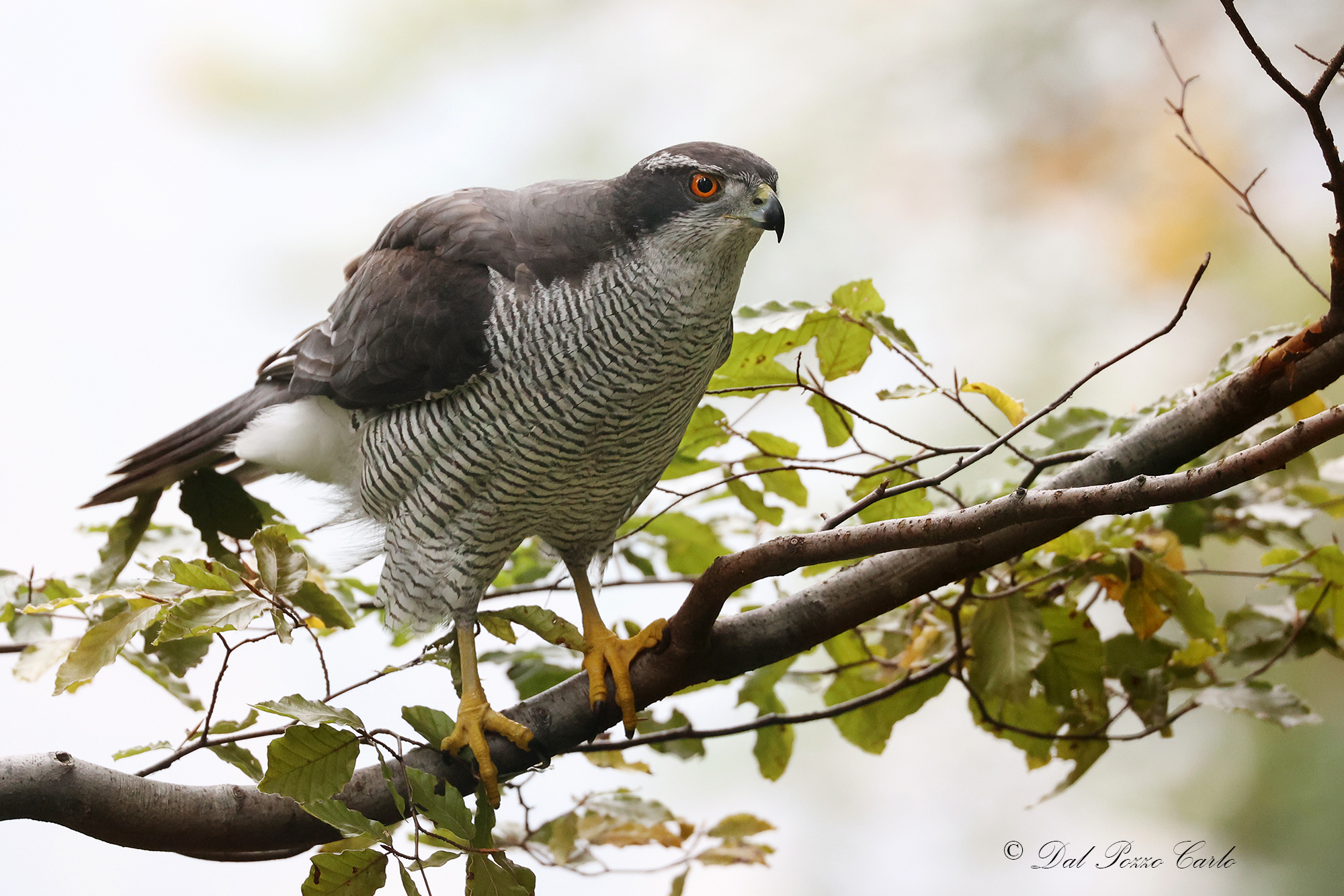 Goshawk