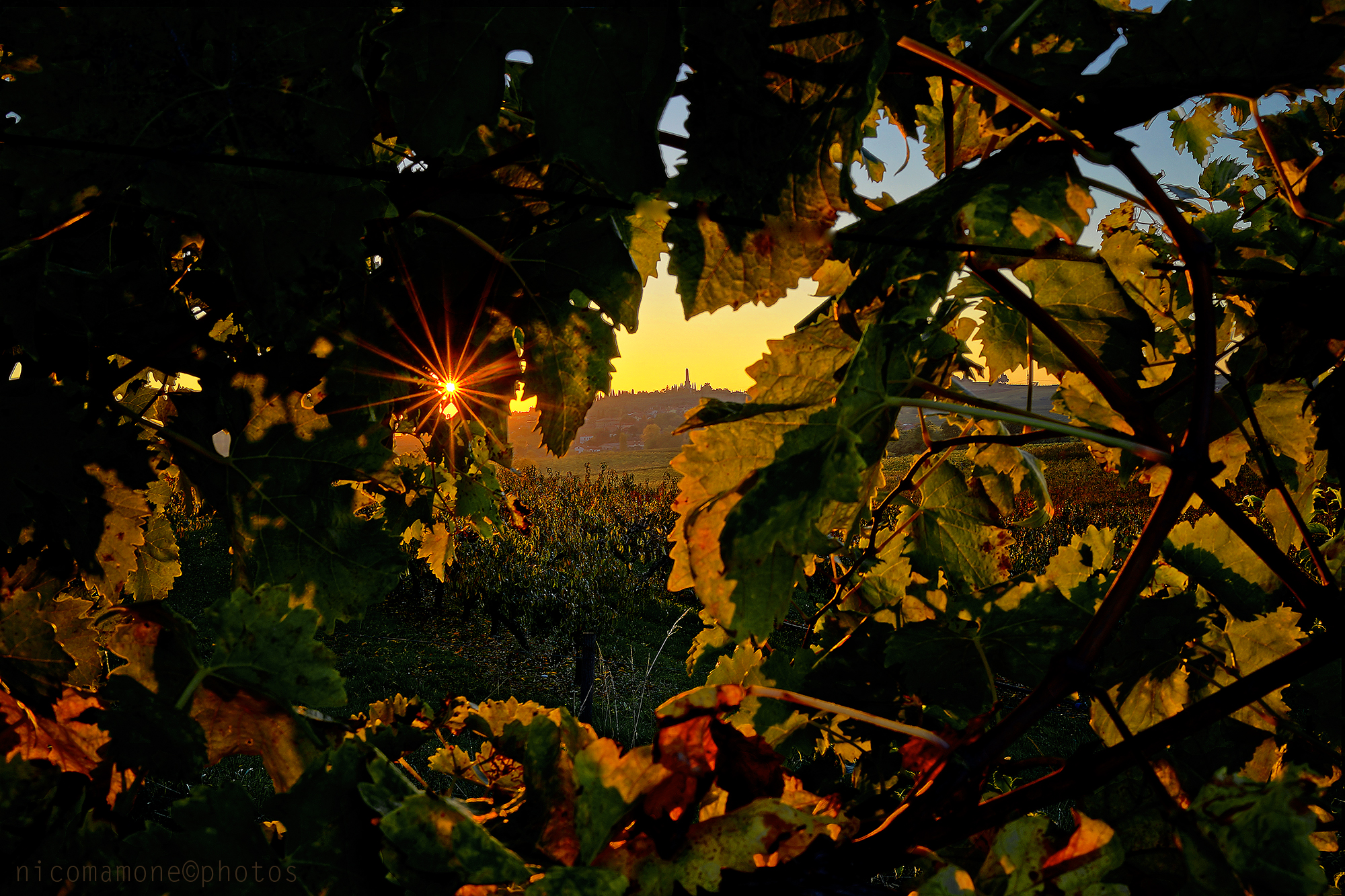 tramonto tra le vigne