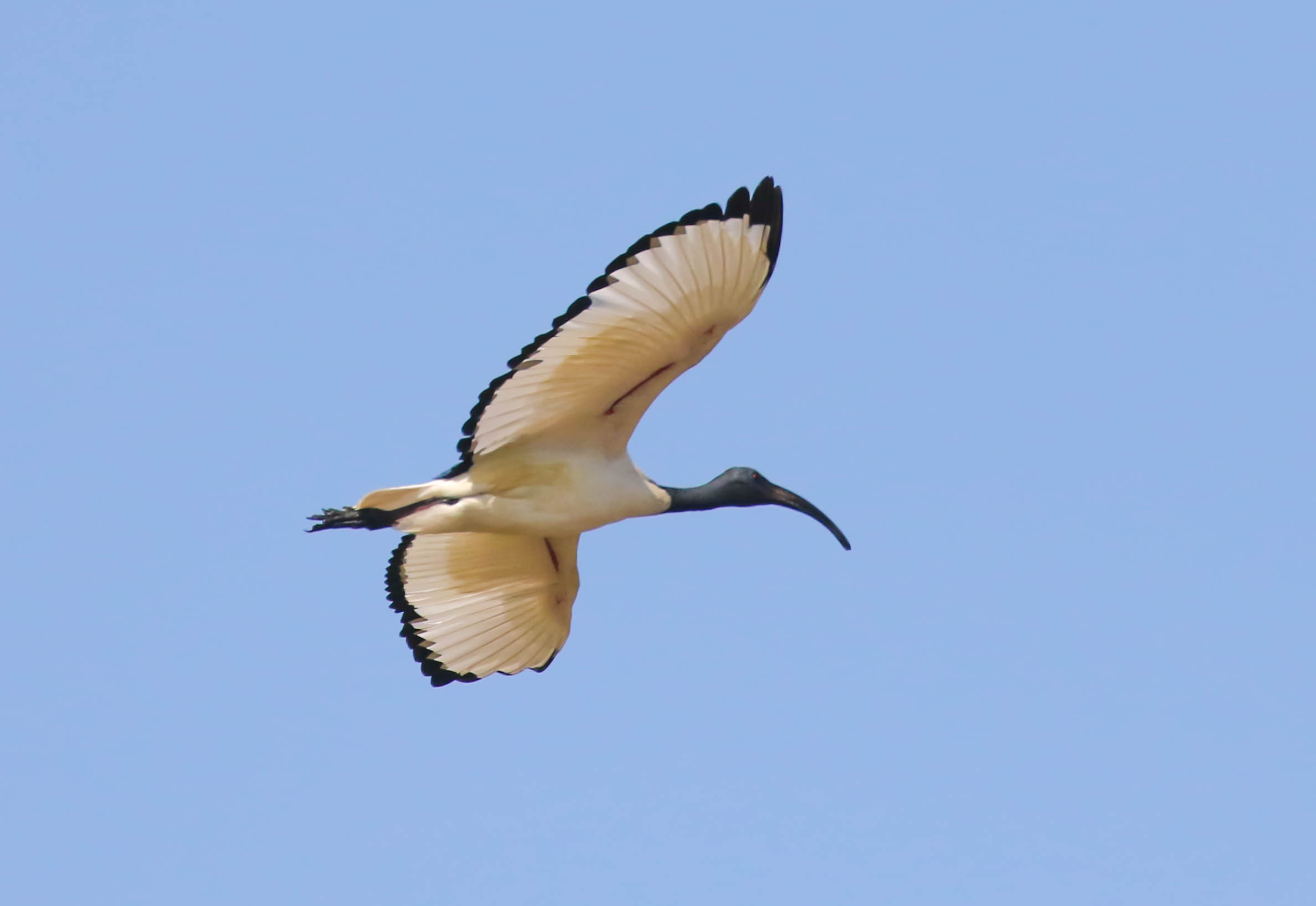 Planar is like Kissing a Woman