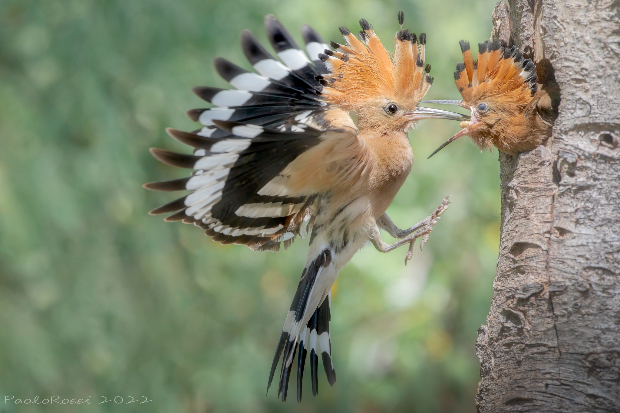 Hoopoe imbeccata...