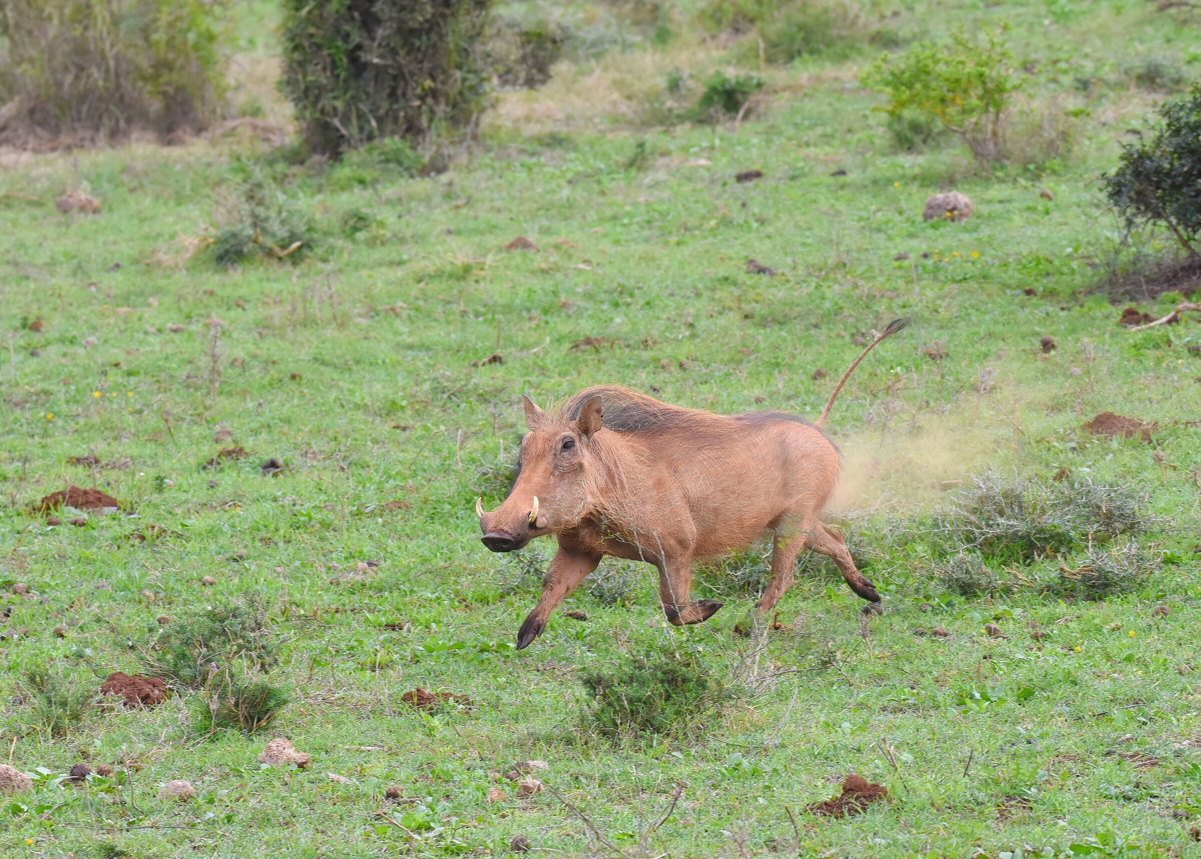 Warthog (South Africa)