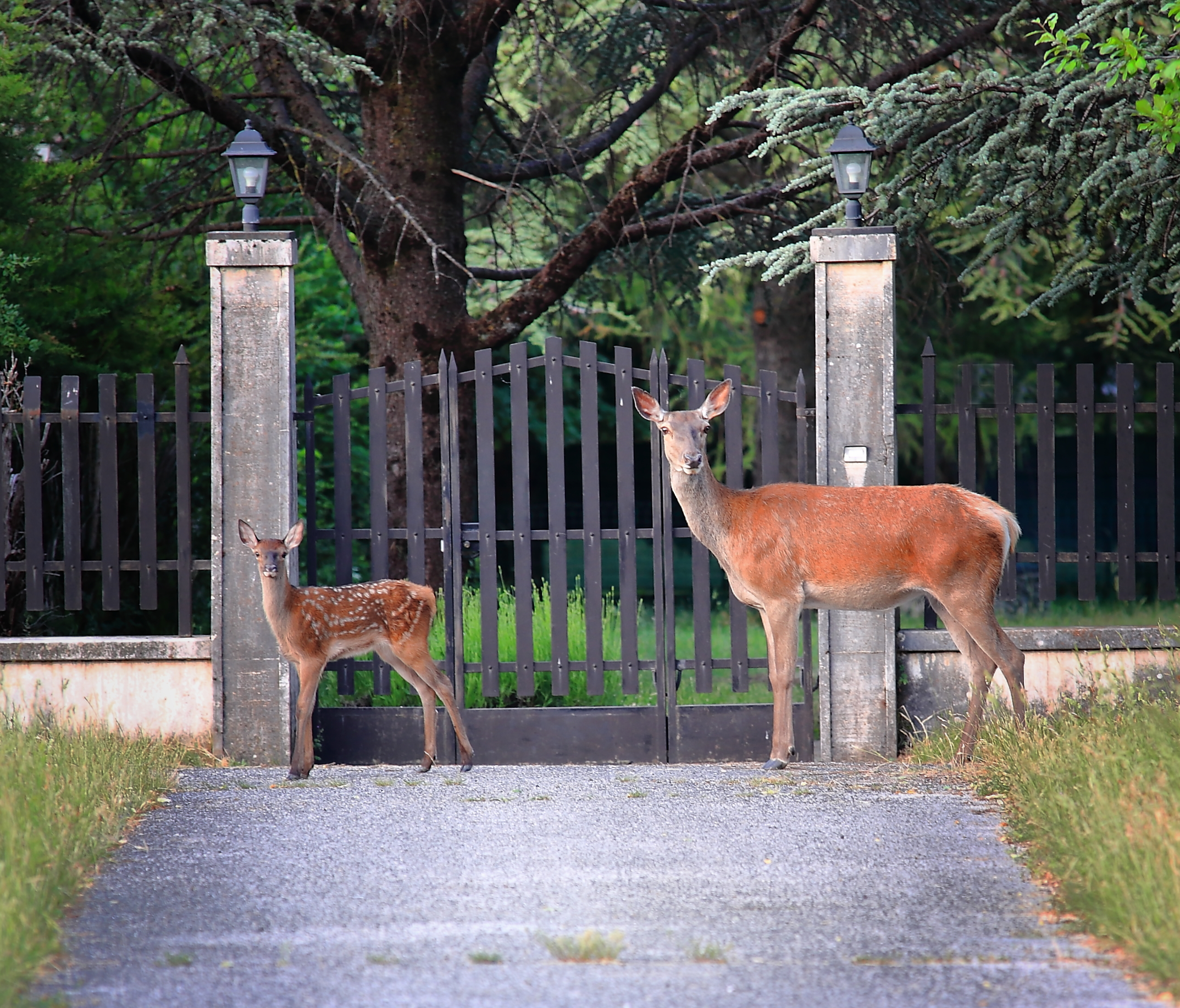 Deer in Villetta Barrea