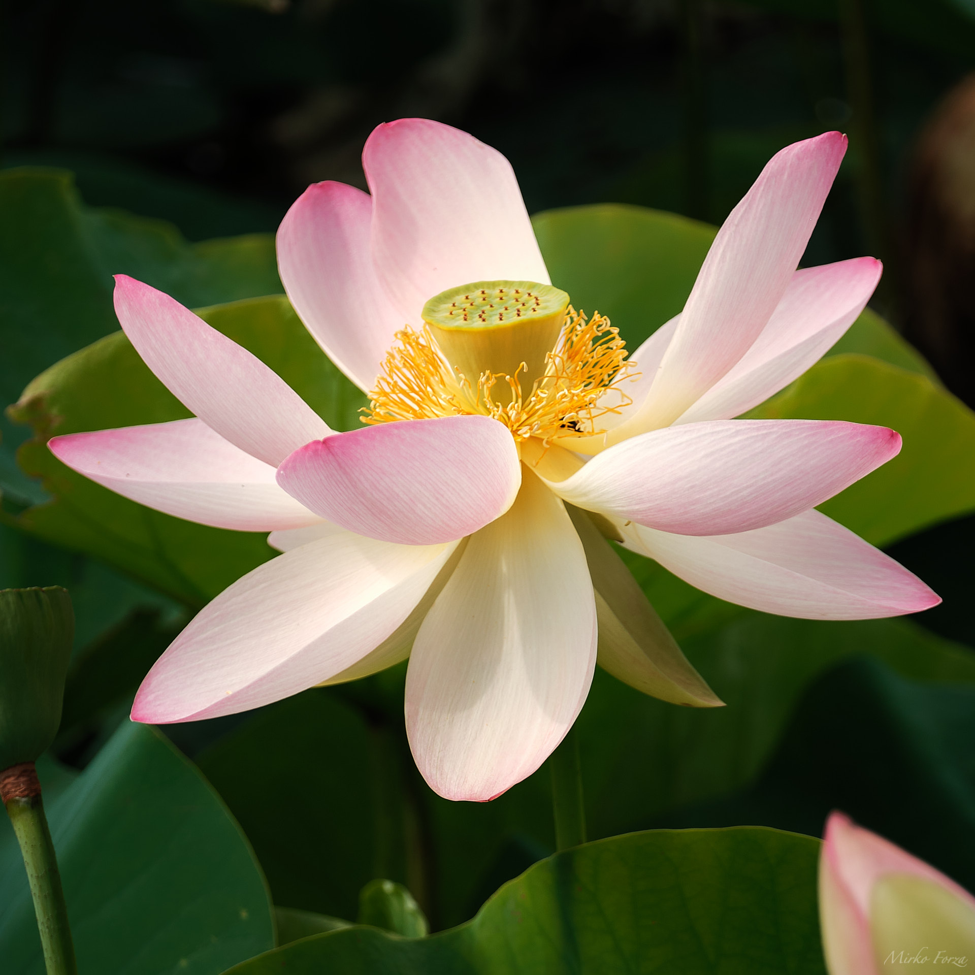 Lotus flower