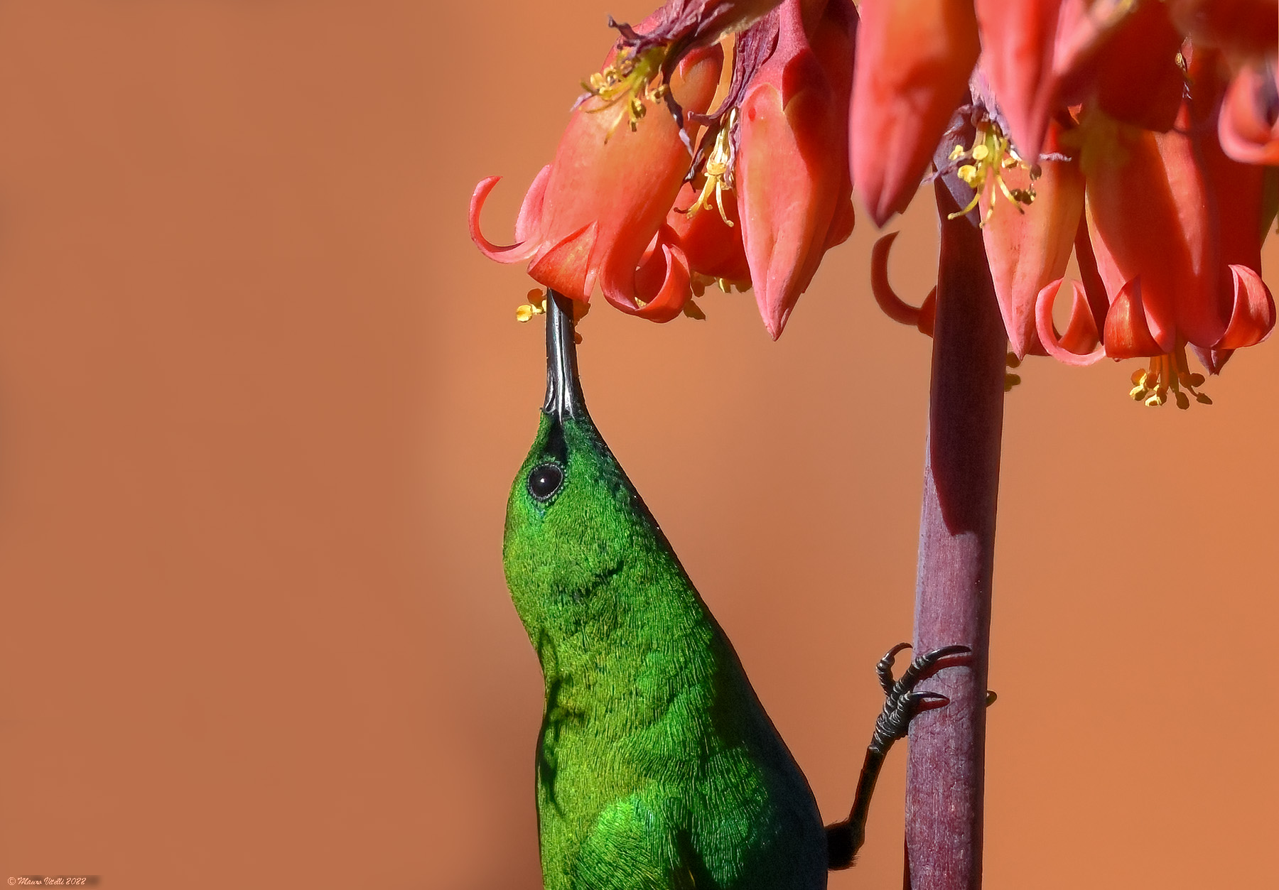 Famous Nectarinia photographed in Lesotho