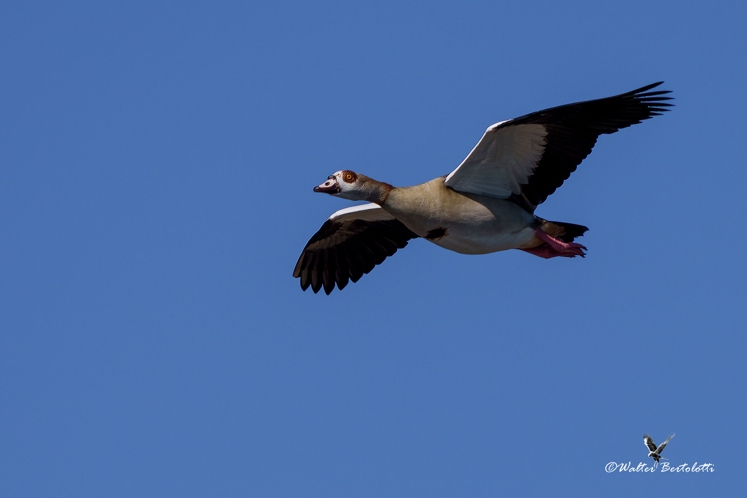 EGYPTIAN GOOSE