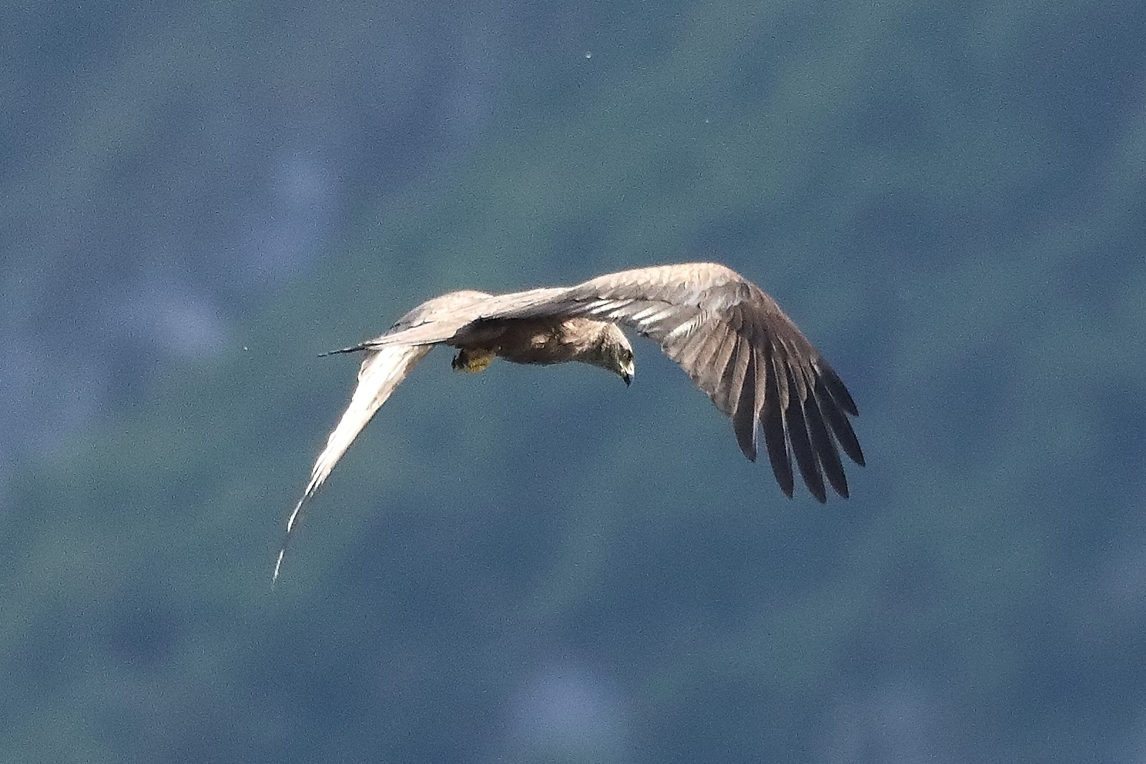 Nibbio bruno 09-05-2022