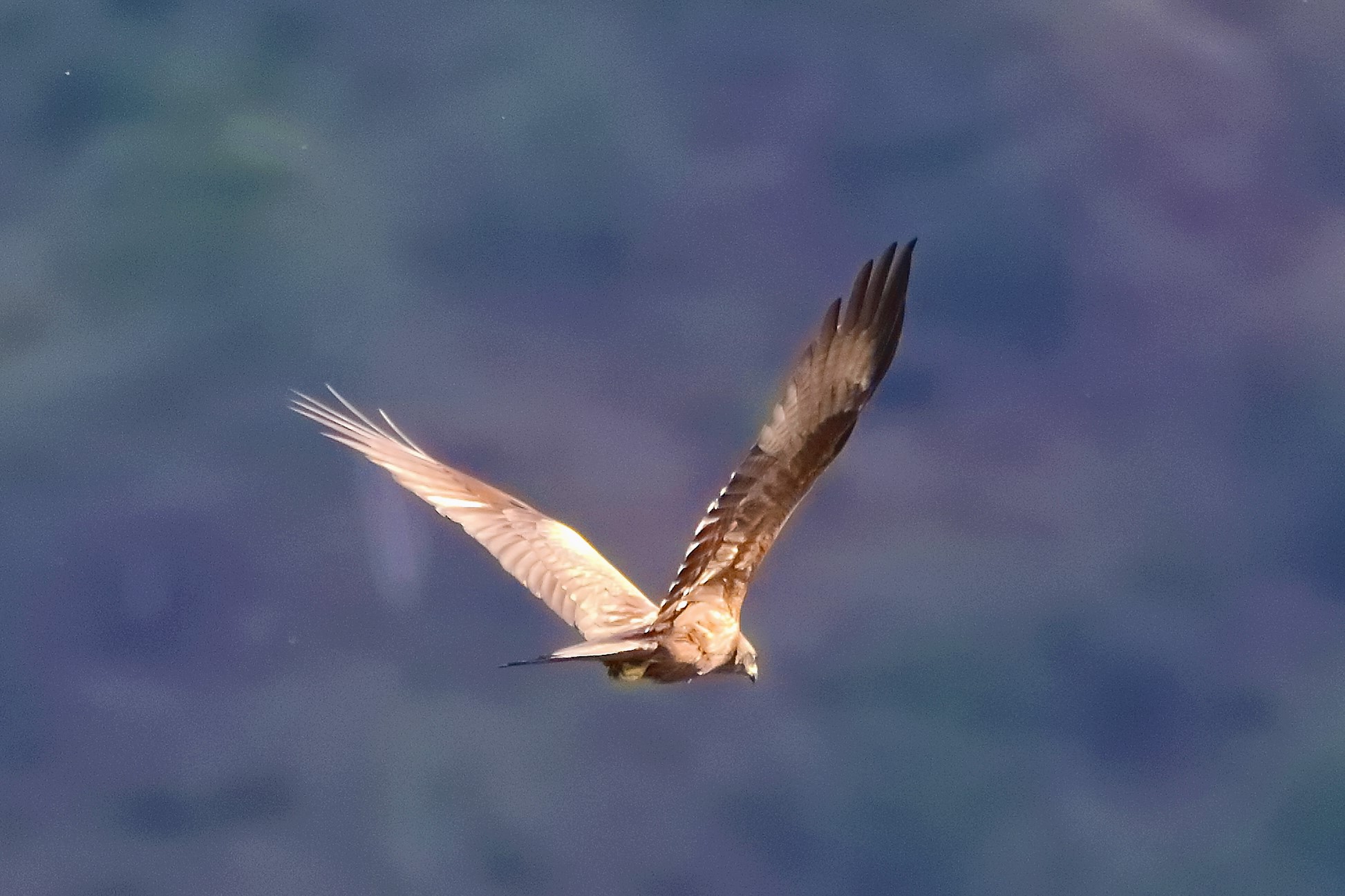 Nibbio bruno 09-05-2022