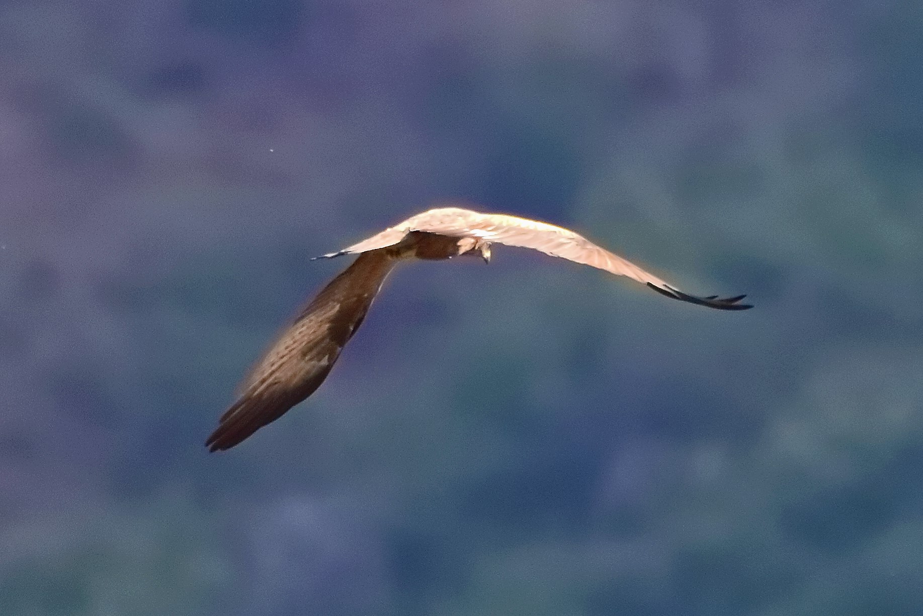 Nibbio bruno 09-05-2022