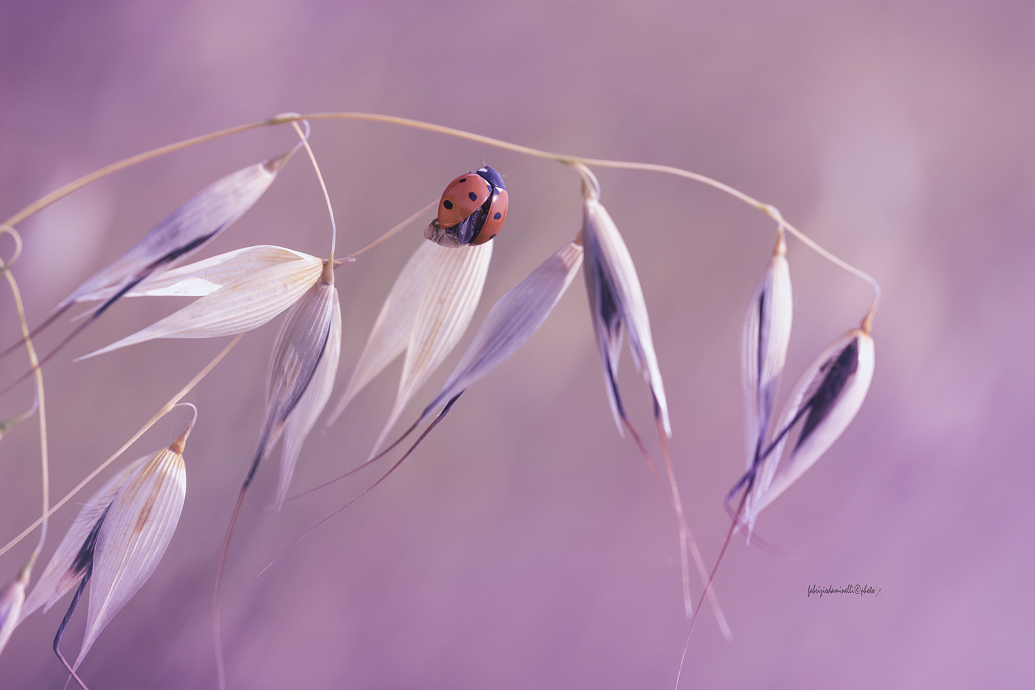 Ladybug septempunctata