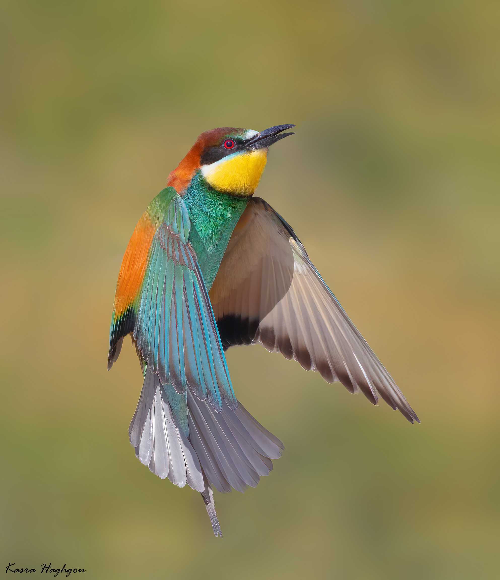 Bee-eater