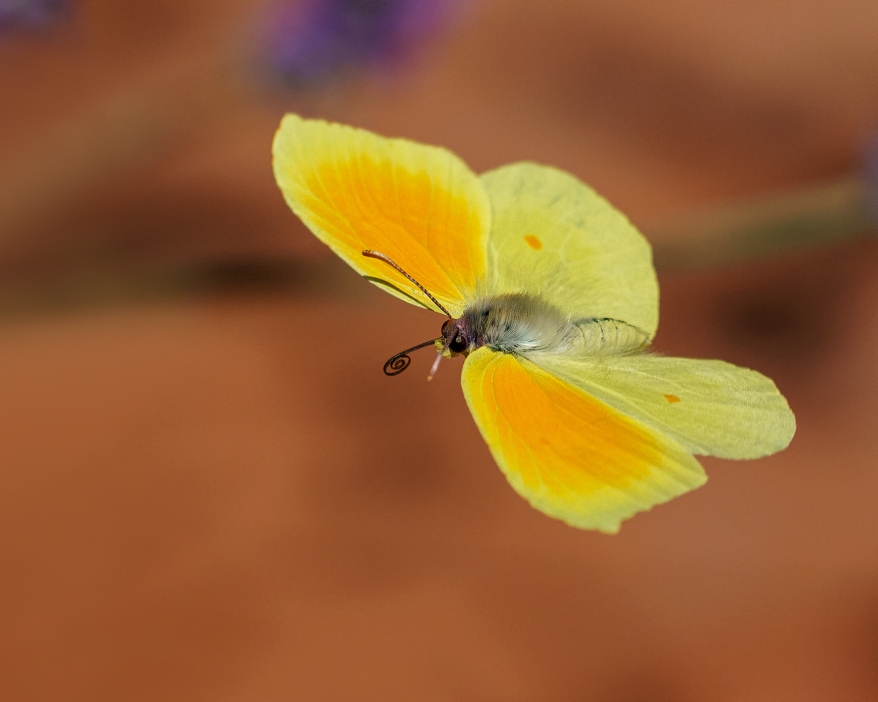 Cedronella in volo