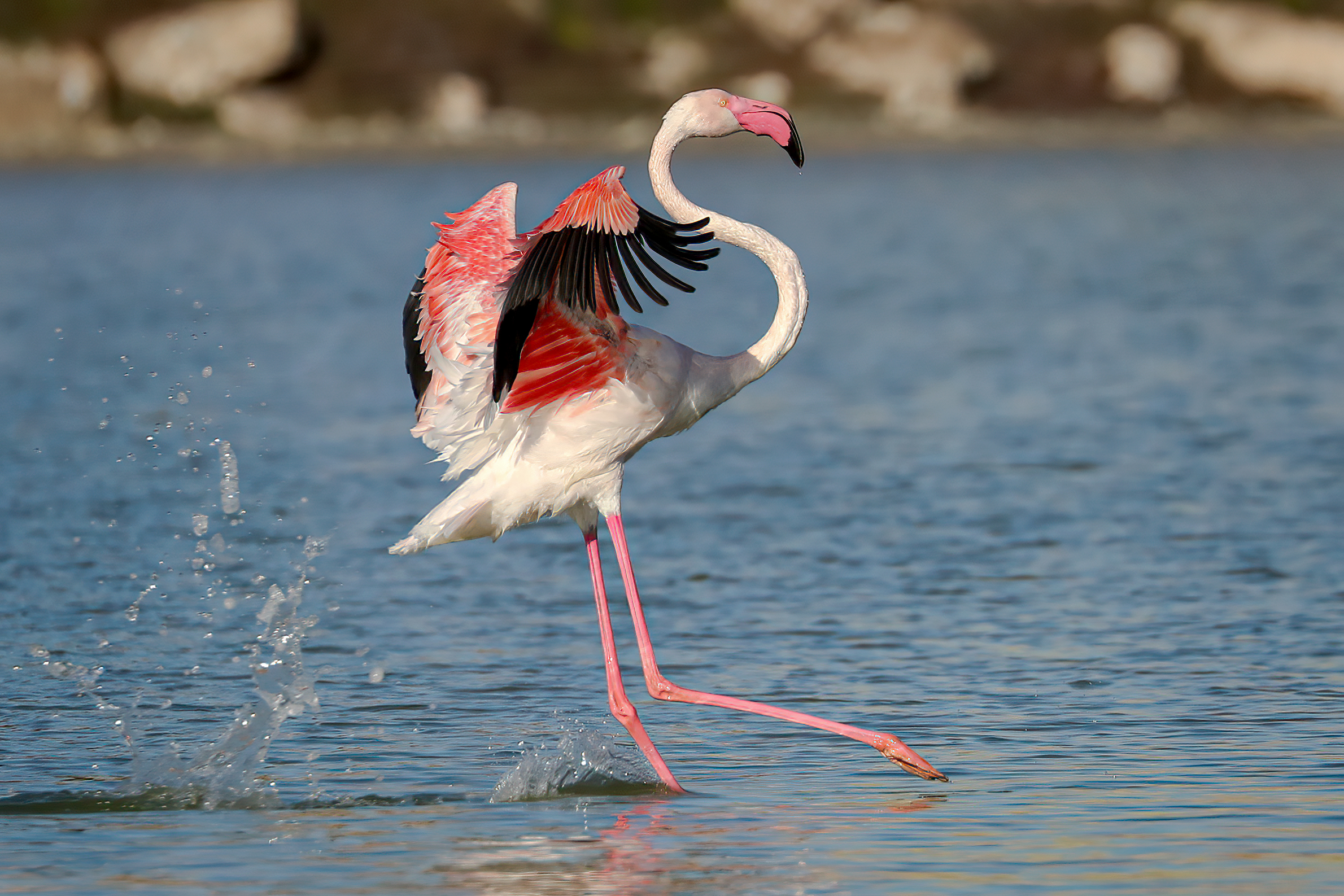 Glide..... Pink flamingo