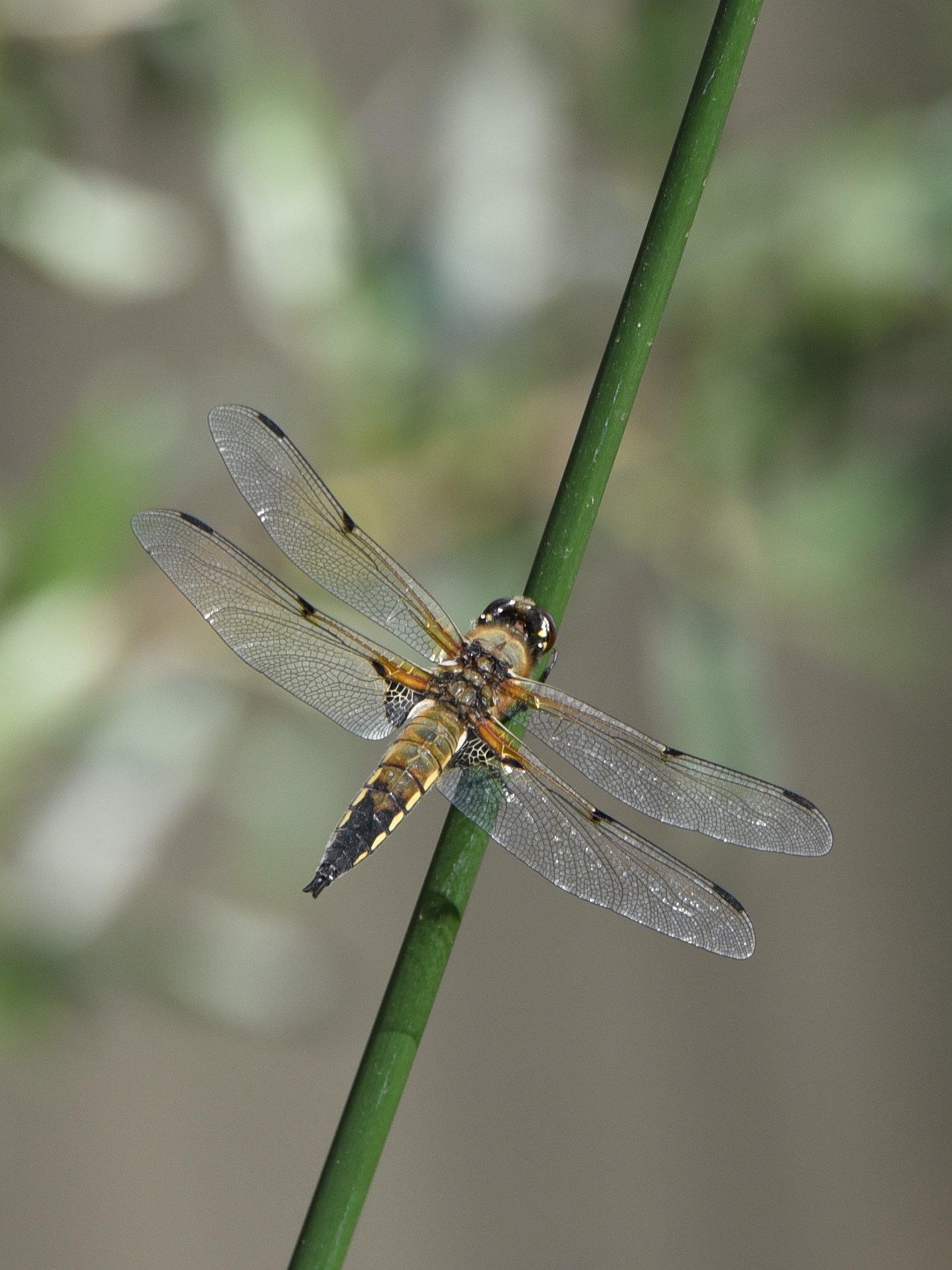 Four-spotted dragonfly